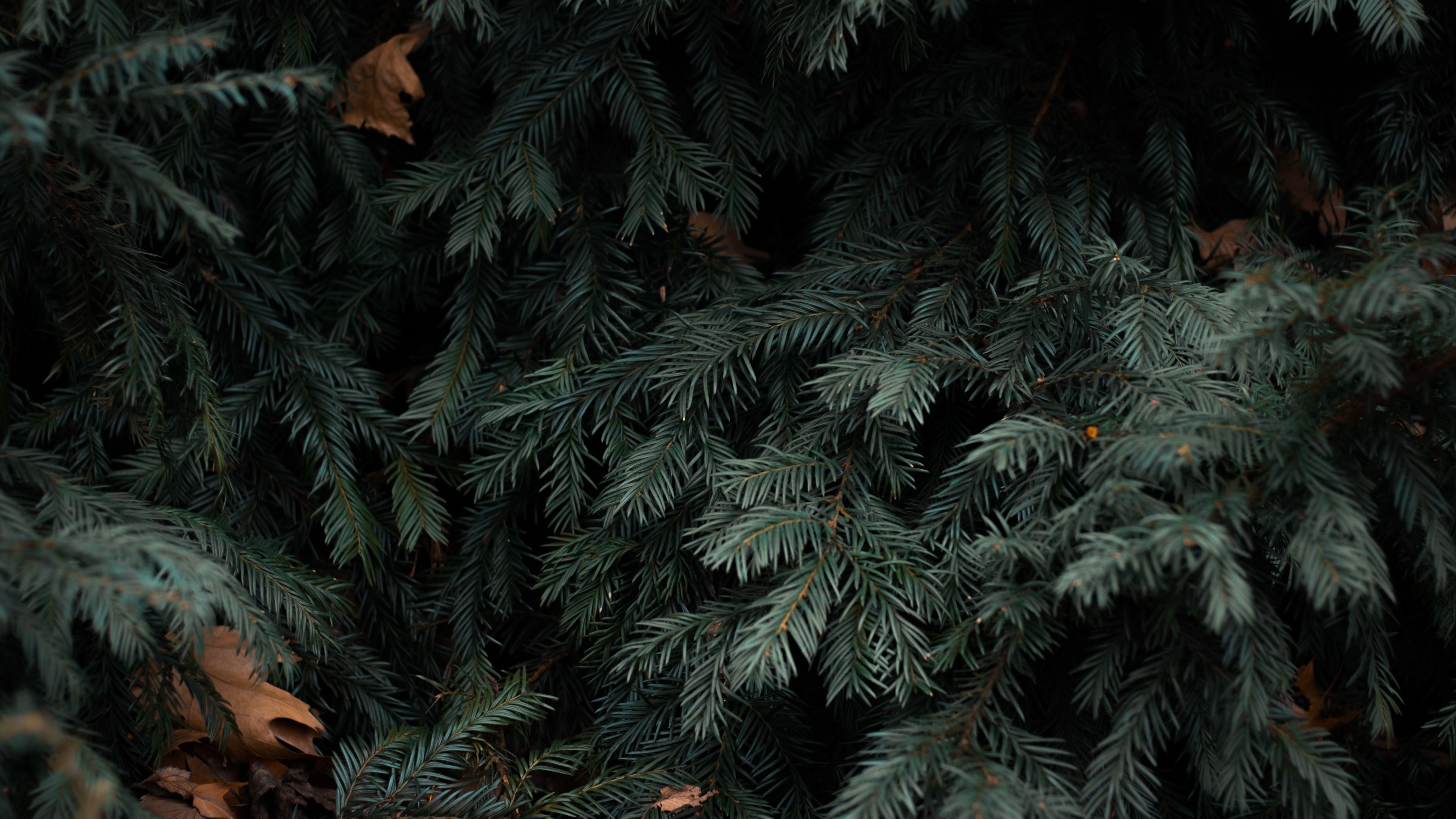 Spruce branches, Green nature wallpaper, Leaves illustration, Nature, 3840x2160 4K Desktop