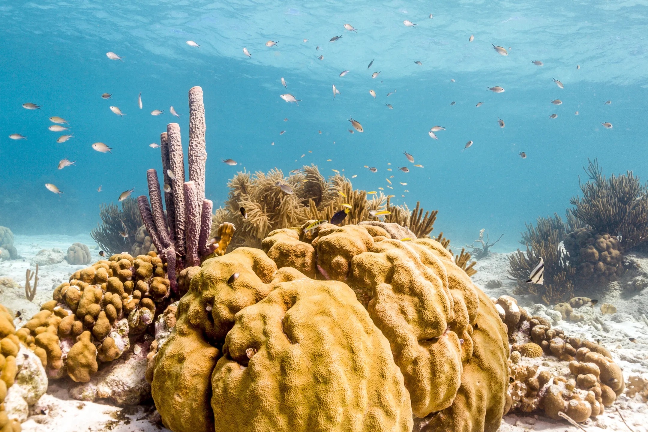 Sea Sponge: Mediterranean, Caribbean Sea, Defined as sessile metazoans. 2160x1440 HD Background.