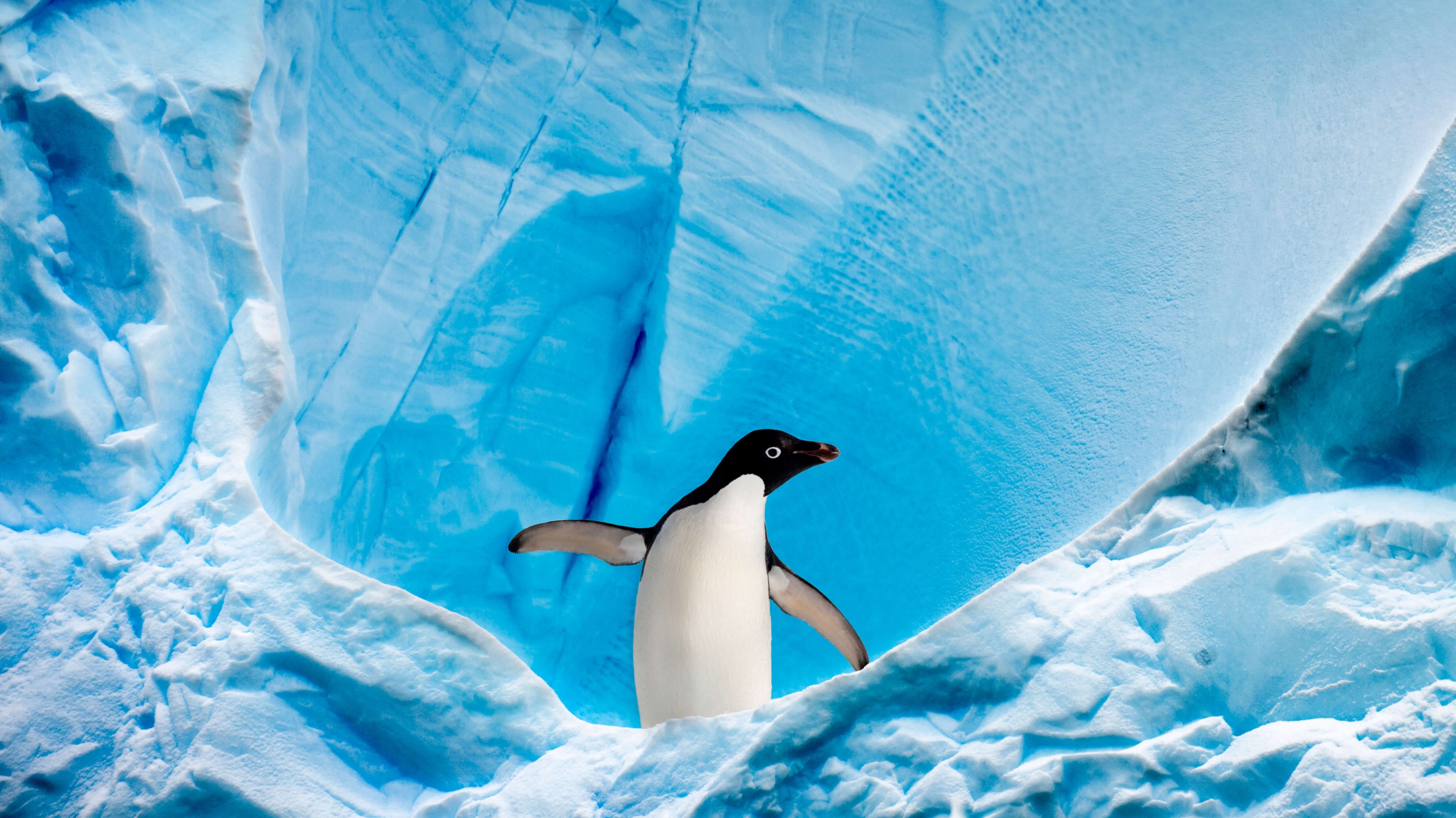 Antarctica Travels, Arctic wildlife, Penguins in action, Frozen habitat, 3840x2160 4K Desktop