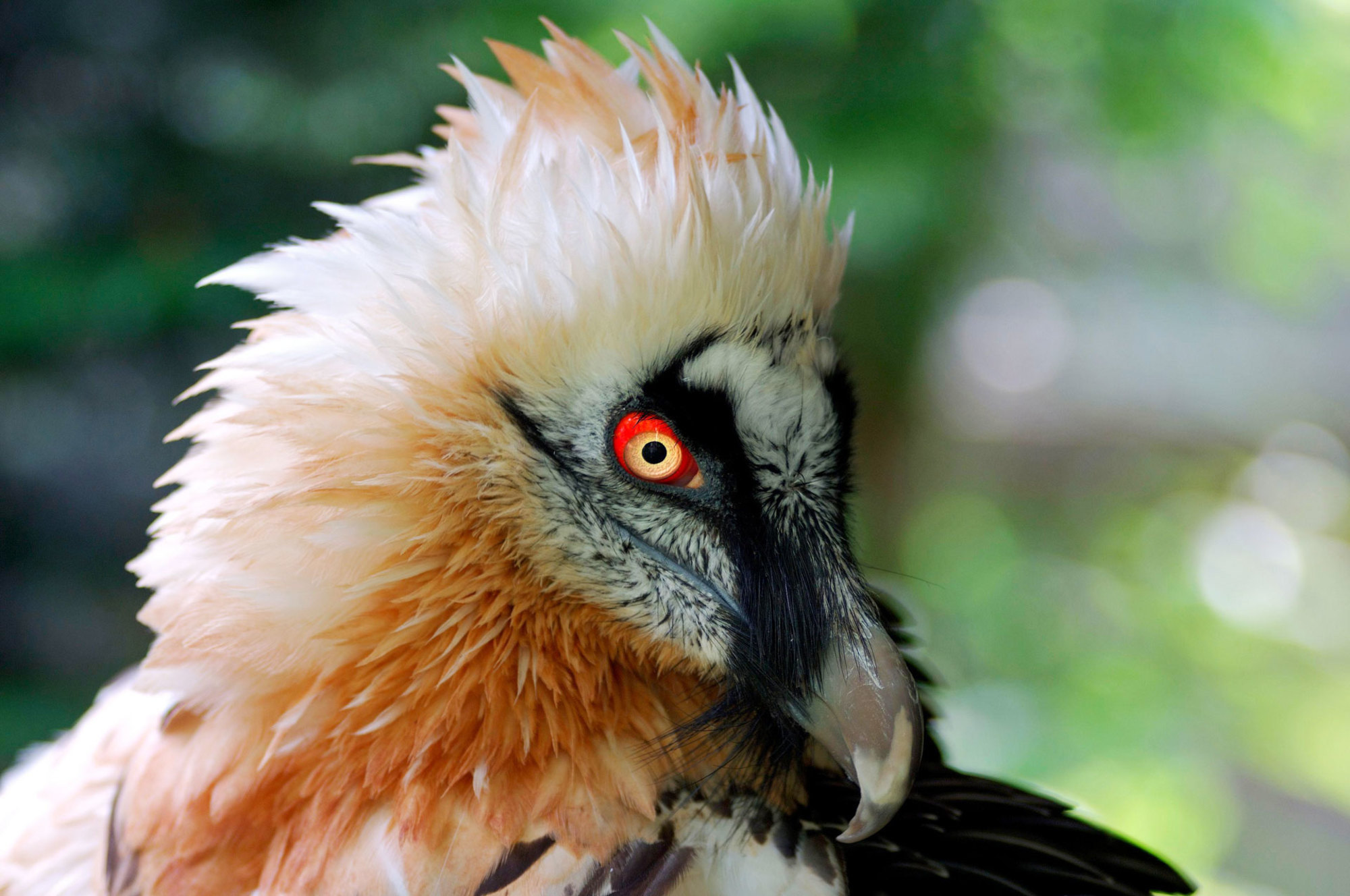 Bearded Vulture, Animal beard, Bird, Free photo, 2000x1330 HD Desktop