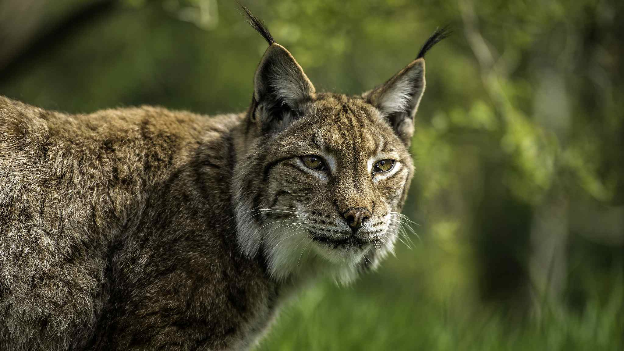 Eurasian lynx sighting, SW China wilderness, Captivating wildlife, Striking encounter, 2050x1160 HD Desktop