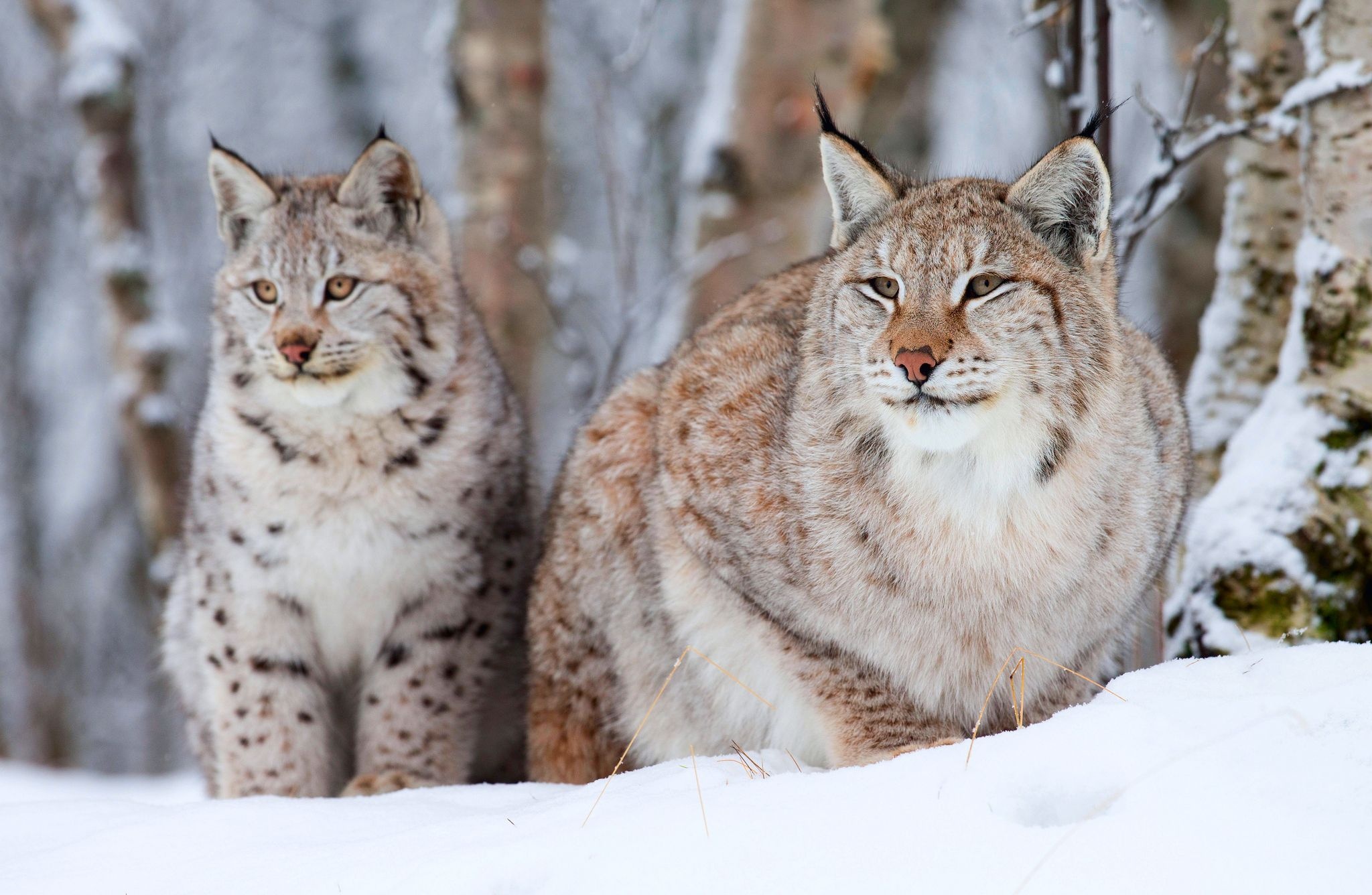 Red Lynx, Bobcat wallpapers, Animals, 2050x1340 HD Desktop