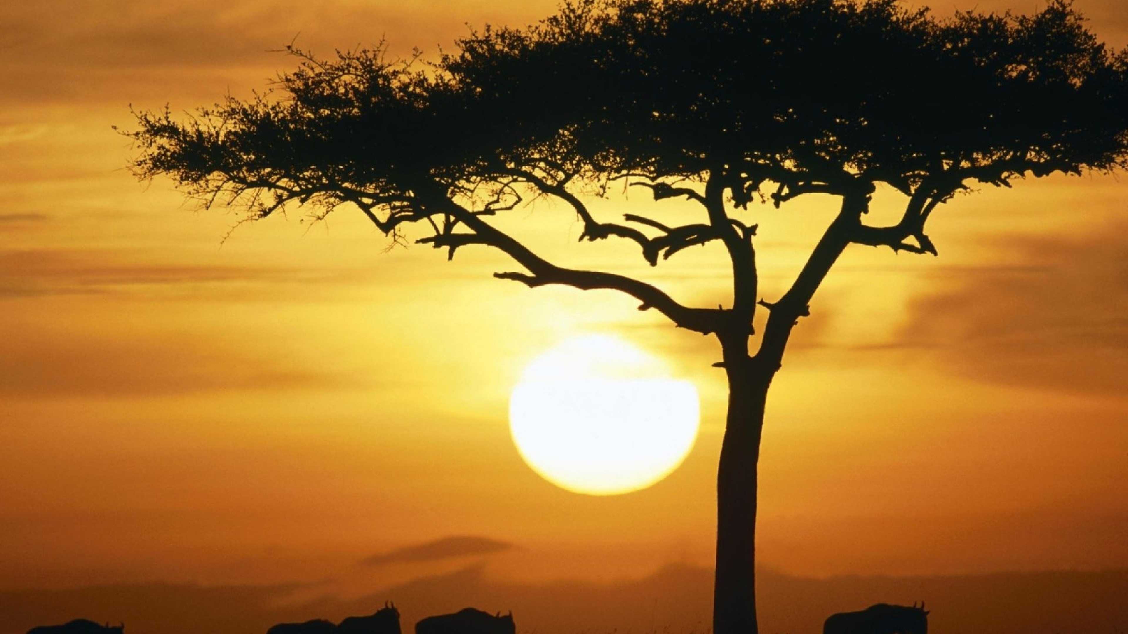Acacia Tree, Savannah landscape, Stunning wallpaper, Natural beauty, 3840x2160 4K Desktop