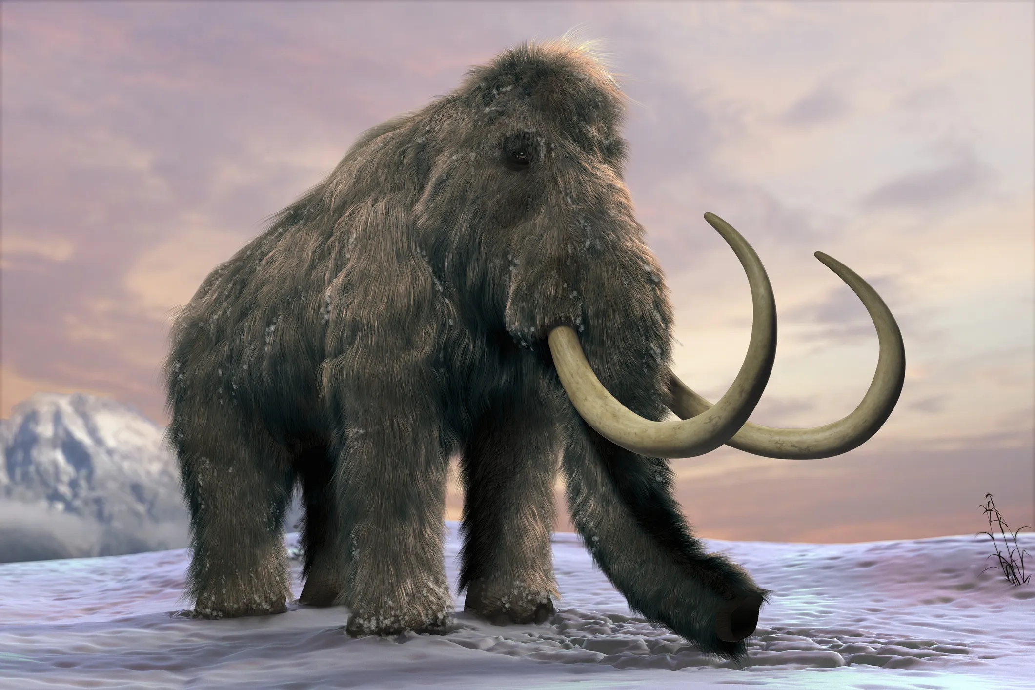 Scientists close to, Cloning a woolly, Mammoth, Fascinating breakthrough, 2130x1420 HD Desktop