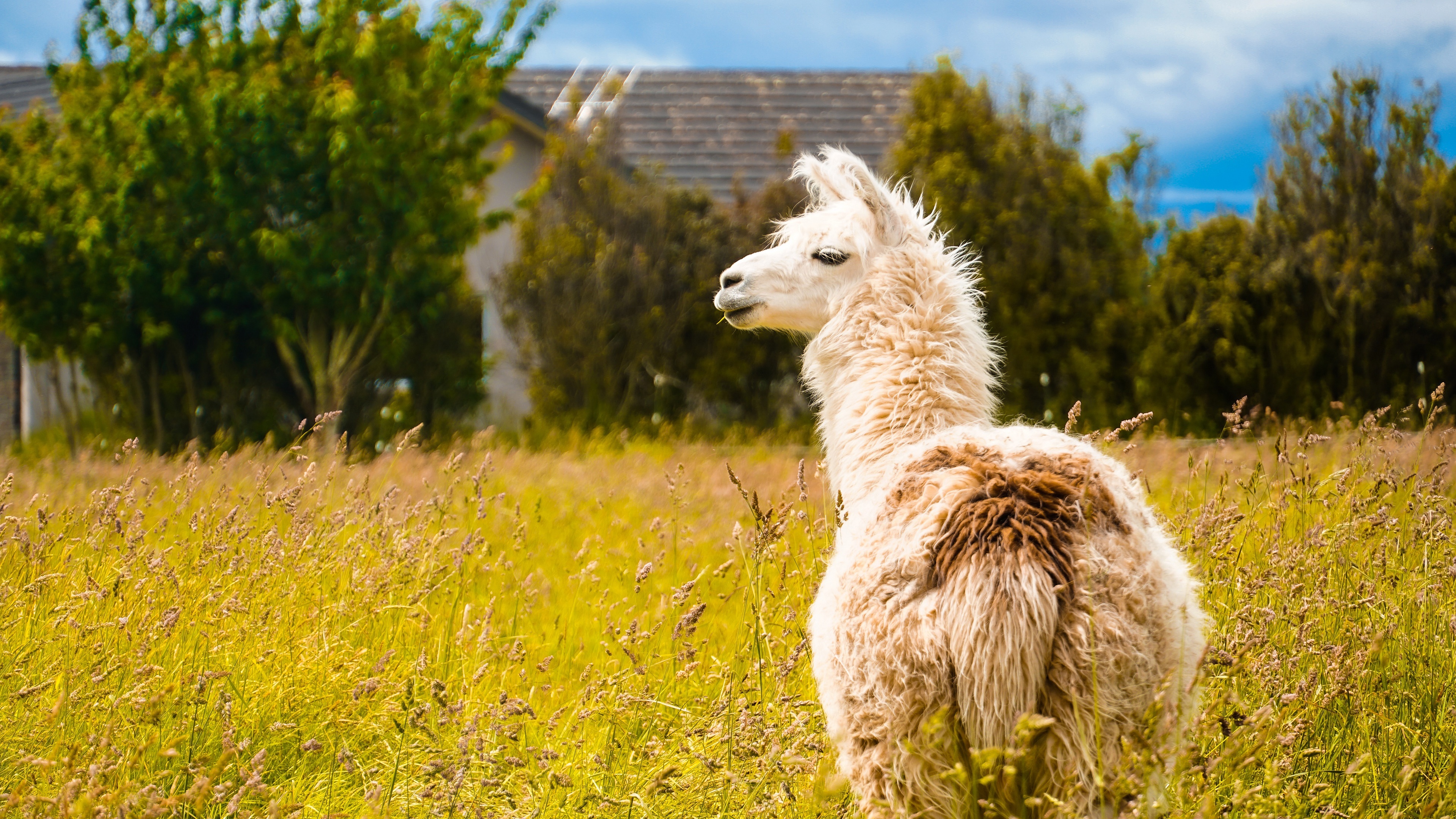 Playful llama antics, Majestic 4K art, Graceful animal portrait, Llama beauty, 3840x2160 4K Desktop