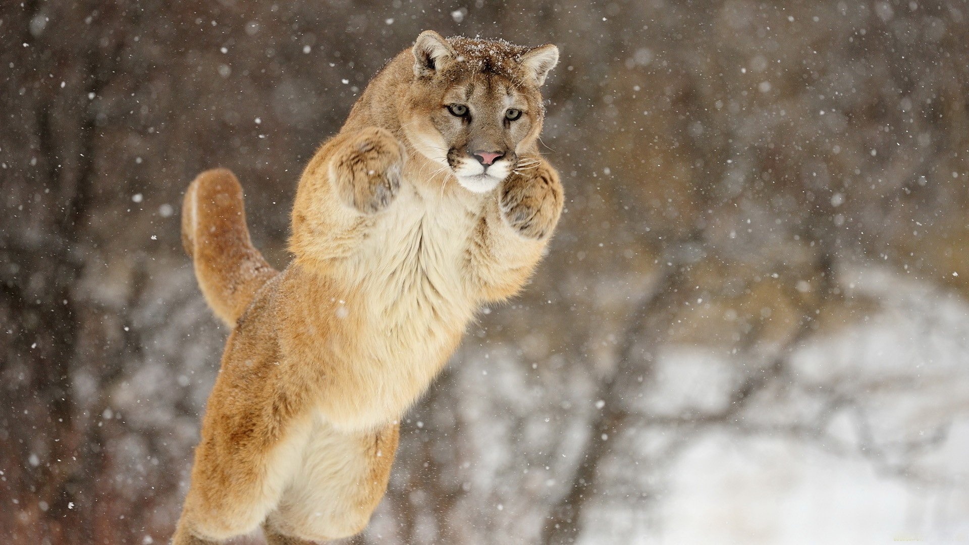 Cougar, Elusive hunter, Stealthy predator, Wilderness inhabitant, 1920x1080 Full HD Desktop