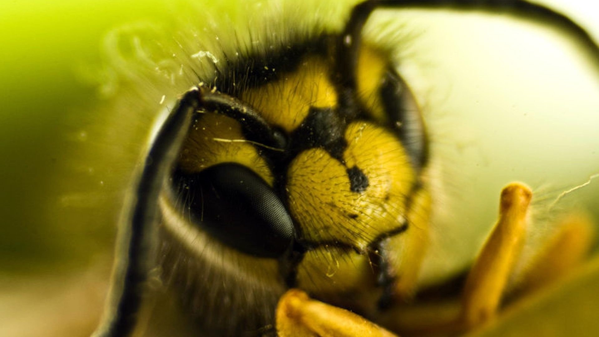 Bee: The head features eyes, antennae, mandibles, Honeybee. 1920x1080 Full HD Background.