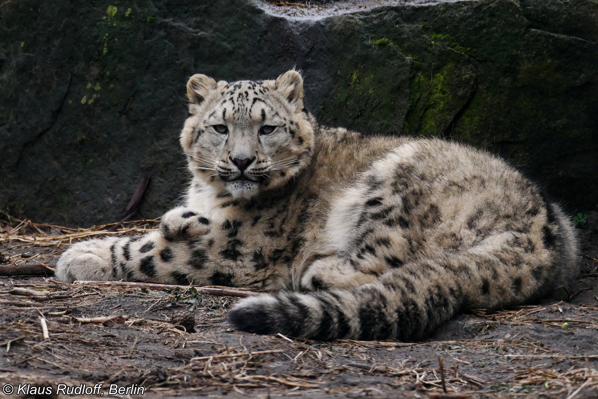 Snow Leopard, Image, Panthera, 2100x1410 HD Desktop