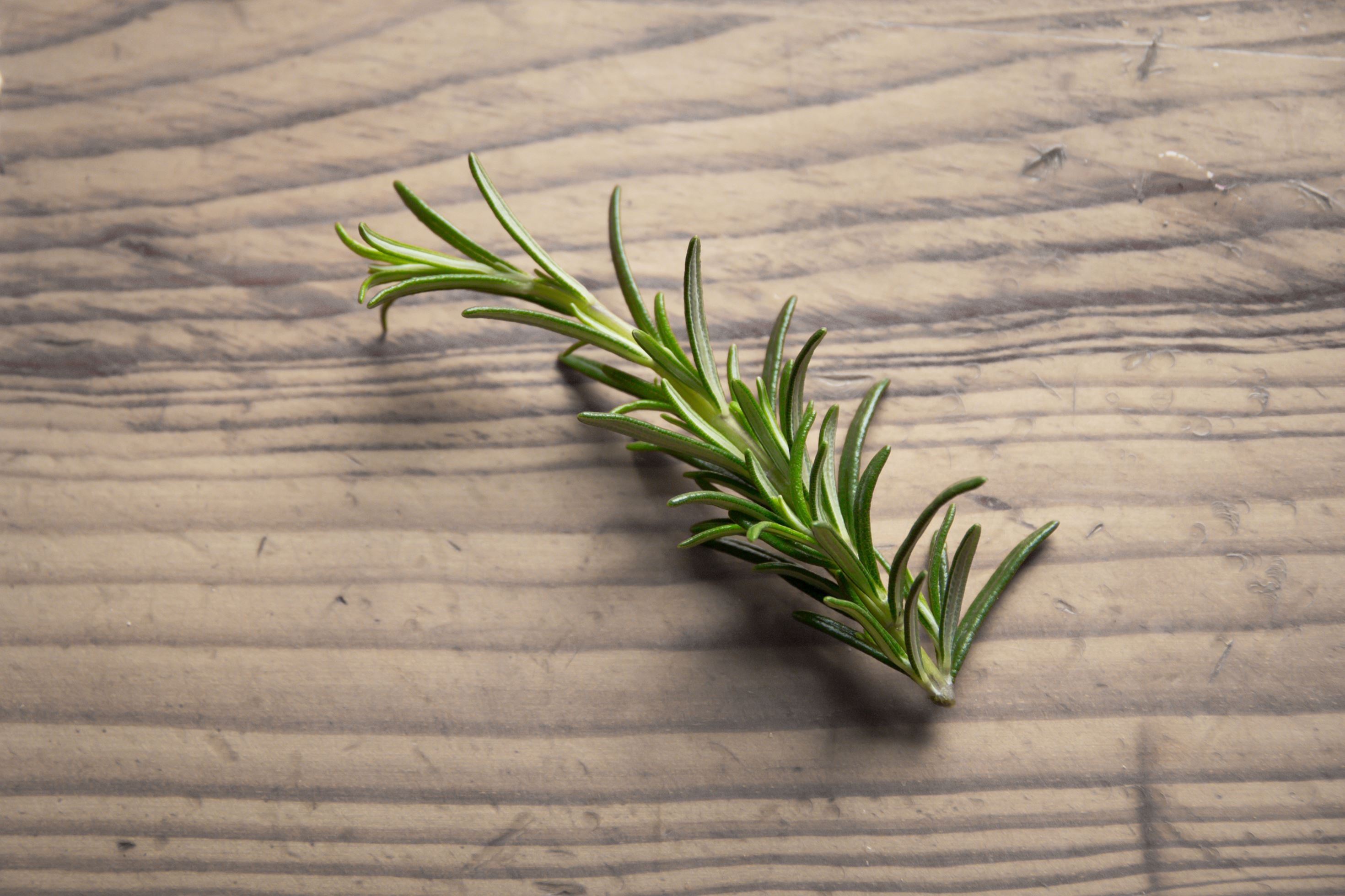 Spice nature, Onion vegetable, Rosemary herb, Plant, 2940x1960 HD Desktop