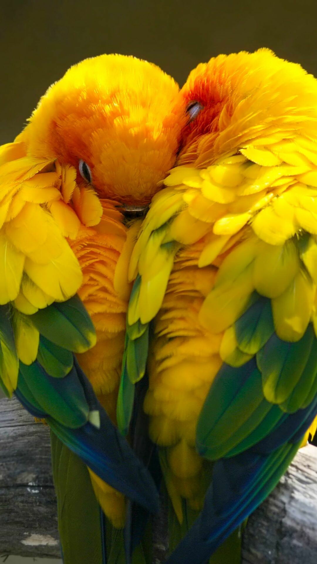 Bird: Sun parakeet, Known in aviculture as the sun conure, A medium-sized, vibrantly colored parrot. 1080x1920 Full HD Wallpaper.