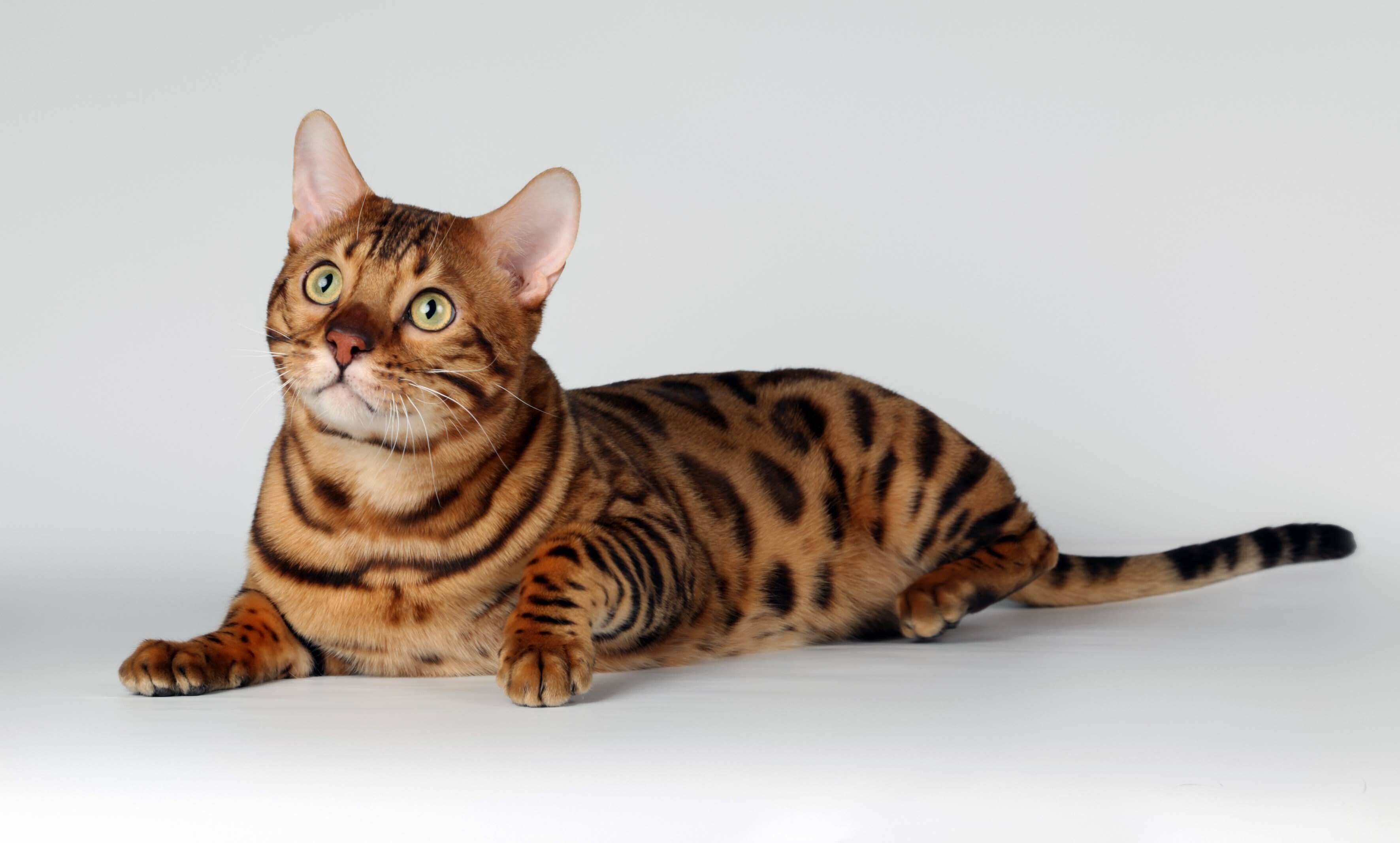 Bengal Cat: Bengals have a wild appearance, Their golden shimmer comes from their leopard cat ancestry, and their coats may show spots, rosettes, arrowhead markings, or marbling. 3550x2140 HD Background.