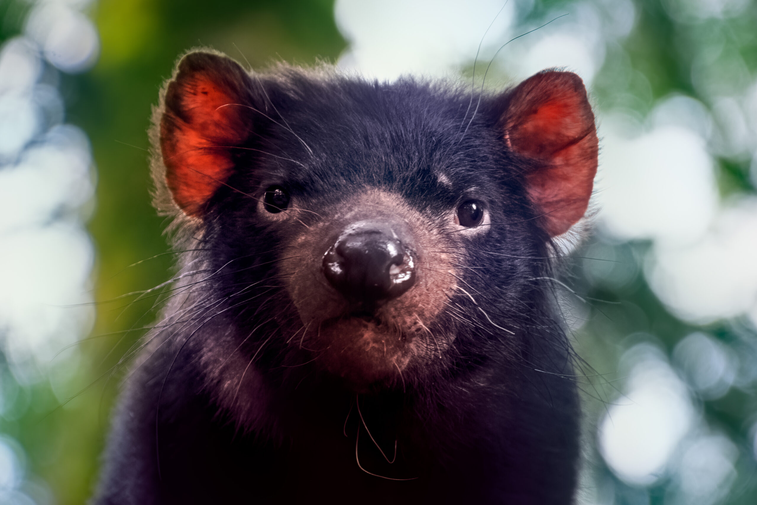 Tasmanian Devil, Whiskers reveal, Diet analysis, Past consumption, 2560x1710 HD Desktop