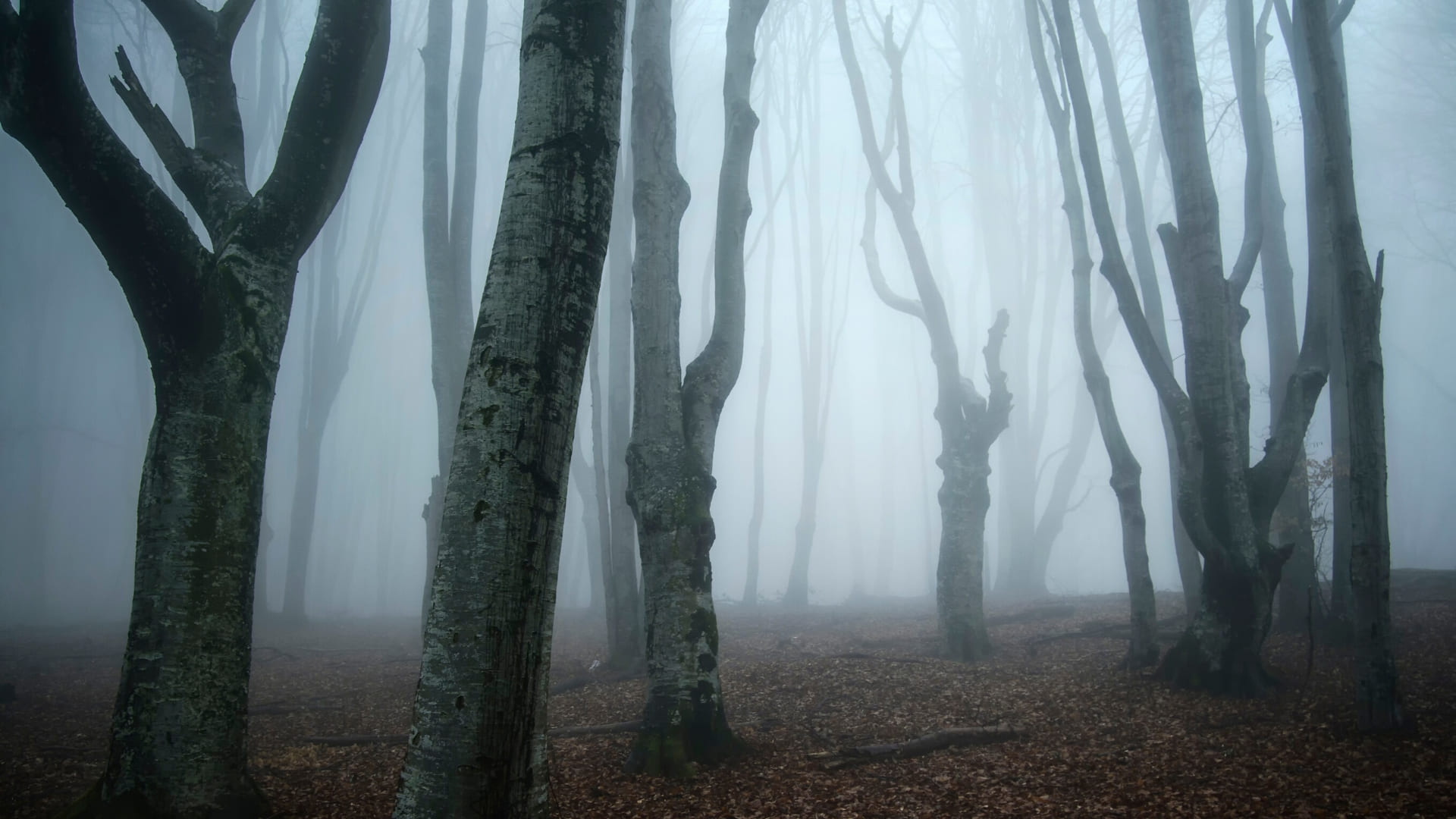Haunted Forest, Spooky Atmosphere, Dark Shadows, Mysterious, 1920x1080 Full HD Desktop