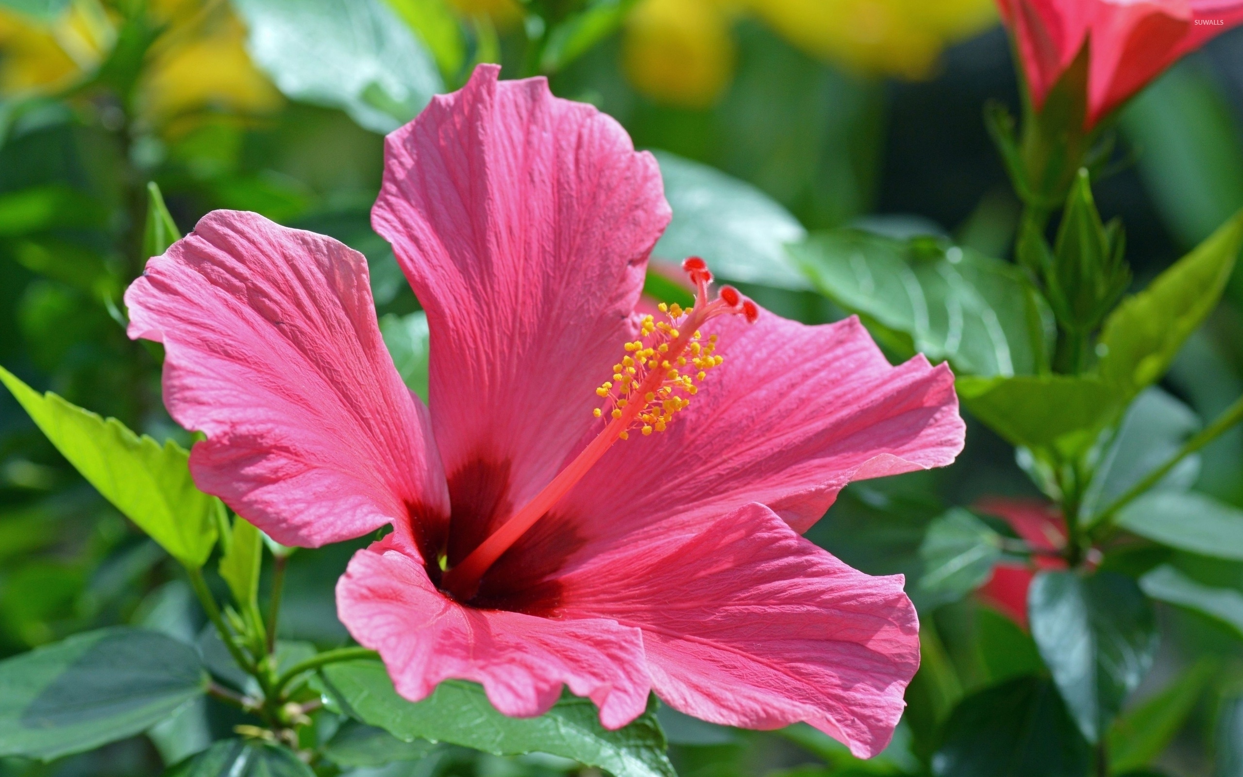 Hibiscus wallpaper, Floral bliss, Stunning flower wallpapers, Nature's beauty, 2560x1600 HD Desktop