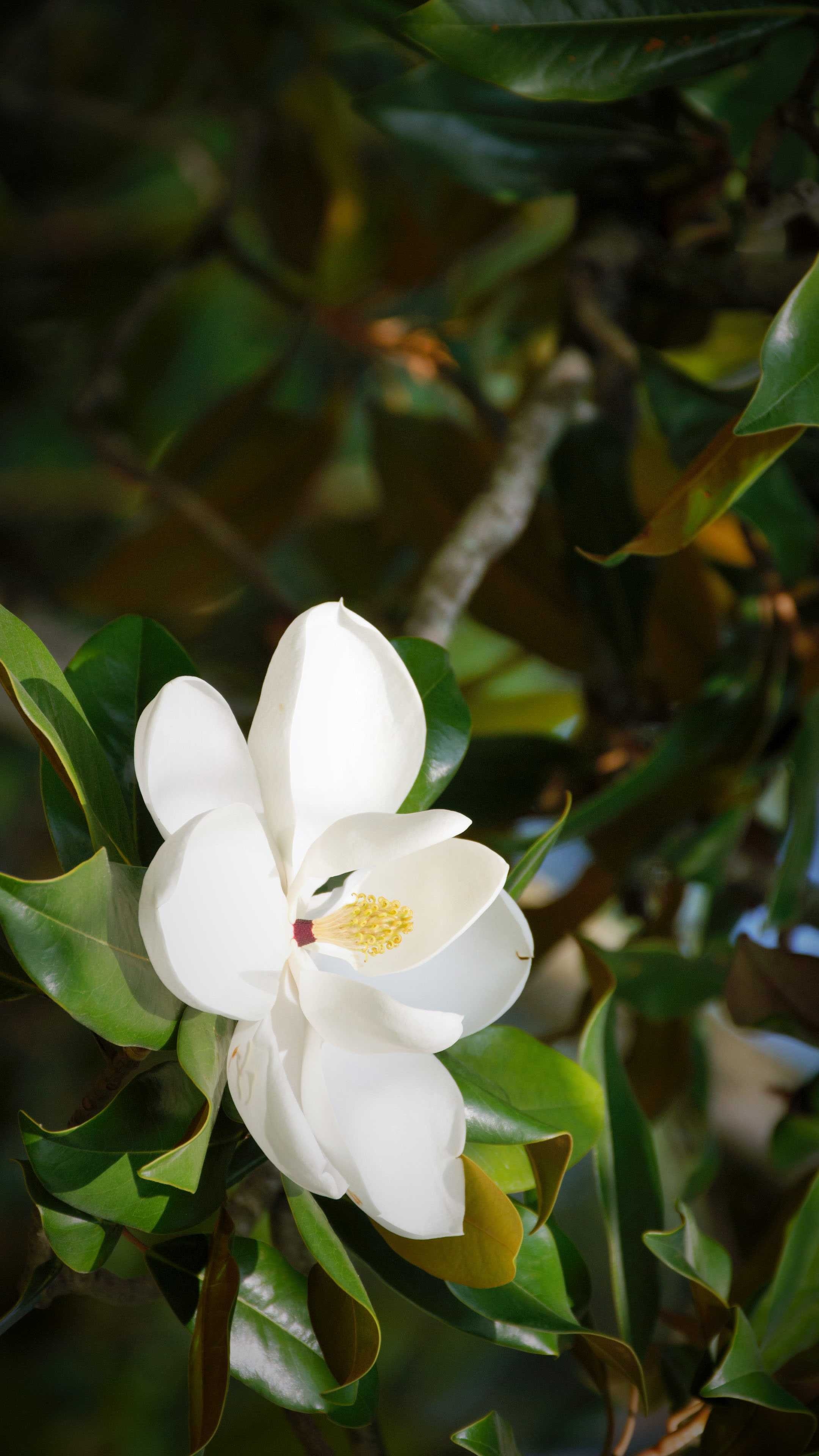 Magnolia's grace, Floral wonderland, Nature's artwork, Beautiful flowers, 2160x3840 4K Handy