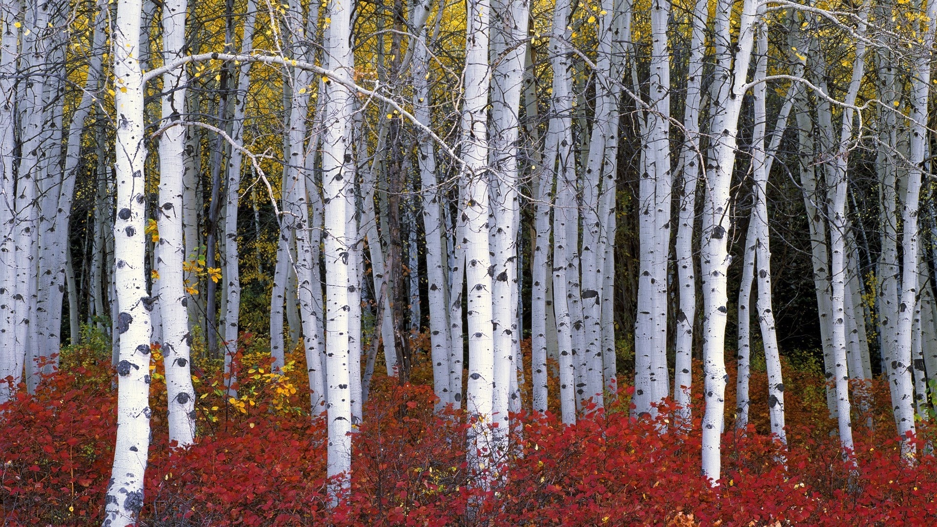 Birch tree background, Posted by Samantha, Sellers, 1920x1080 Full HD Desktop
