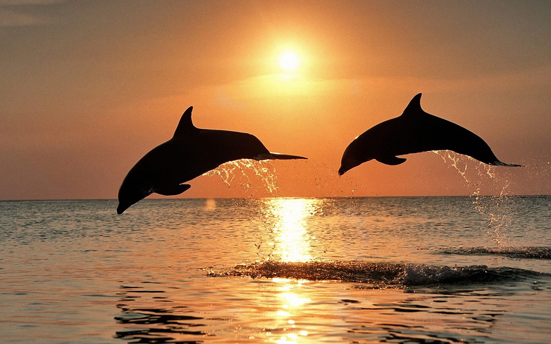 Dolphin: Dolphins frequently leap above the water's surface. 1920x1200 HD Background.
