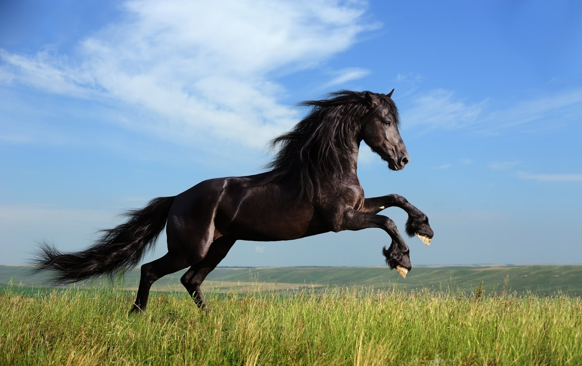 Horse: Breed originated in Friesland, Famous for its luxurious mane, tail, and forelock. 1920x1210 HD Background.