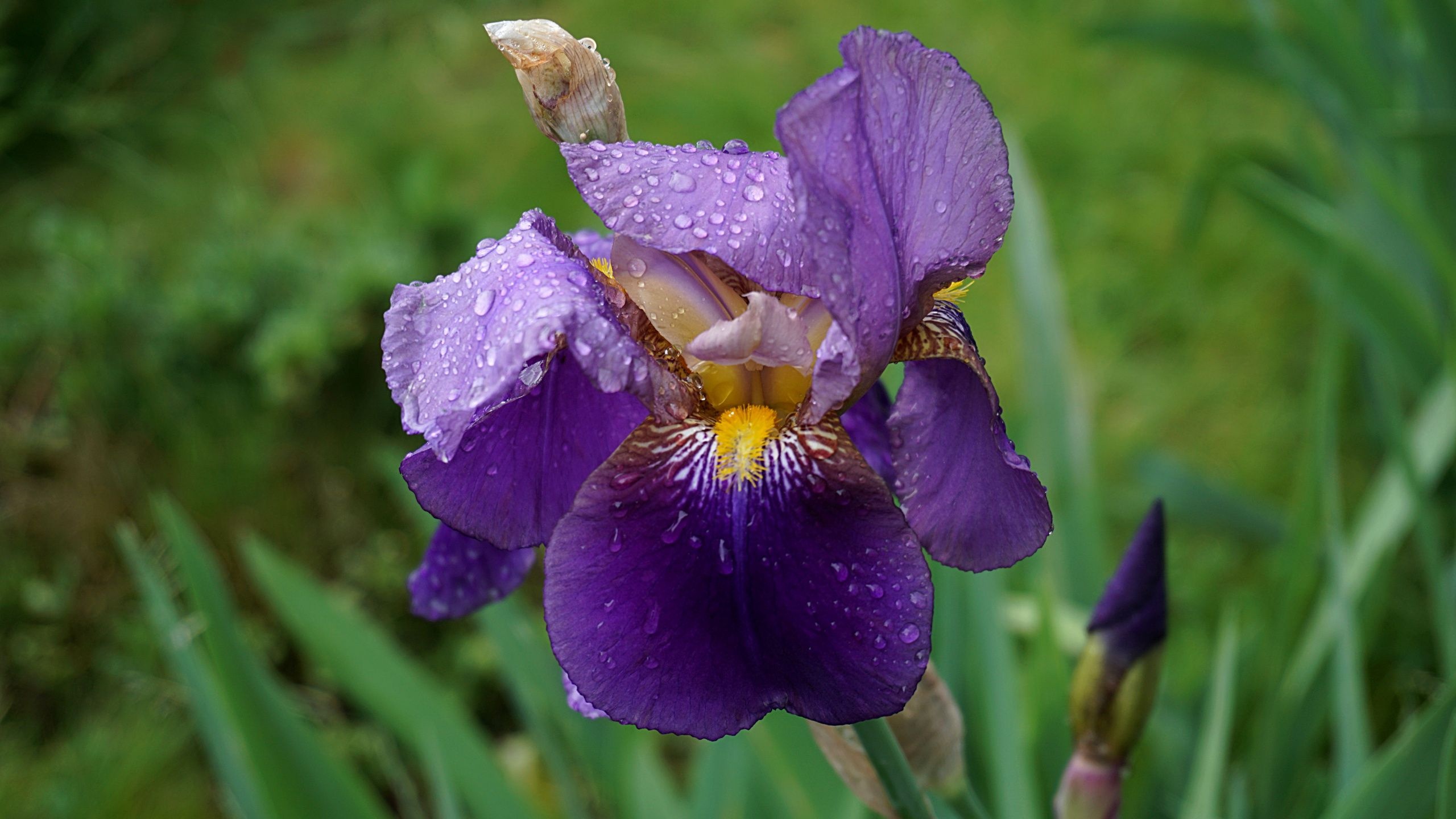 Iris, Captivating beauty, Nature's art, Colorful elegance, 2560x1440 HD Desktop