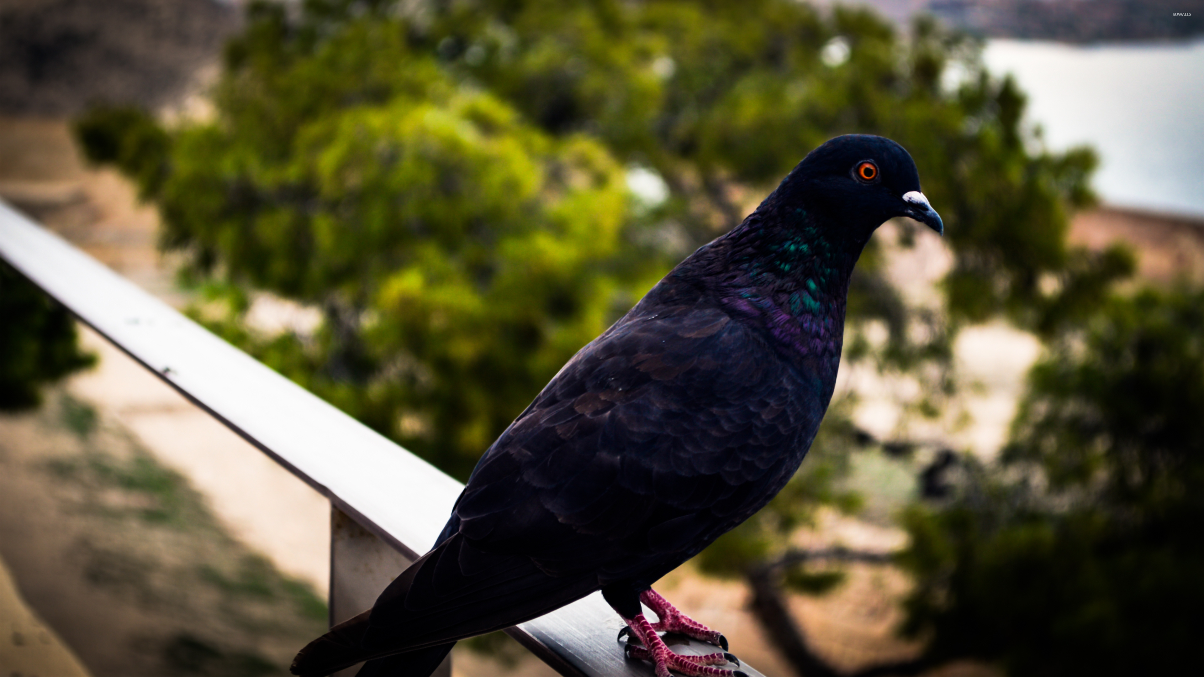 Pigeon: The only family in the order Columbiformes, Dove. 3840x2160 4K Background.