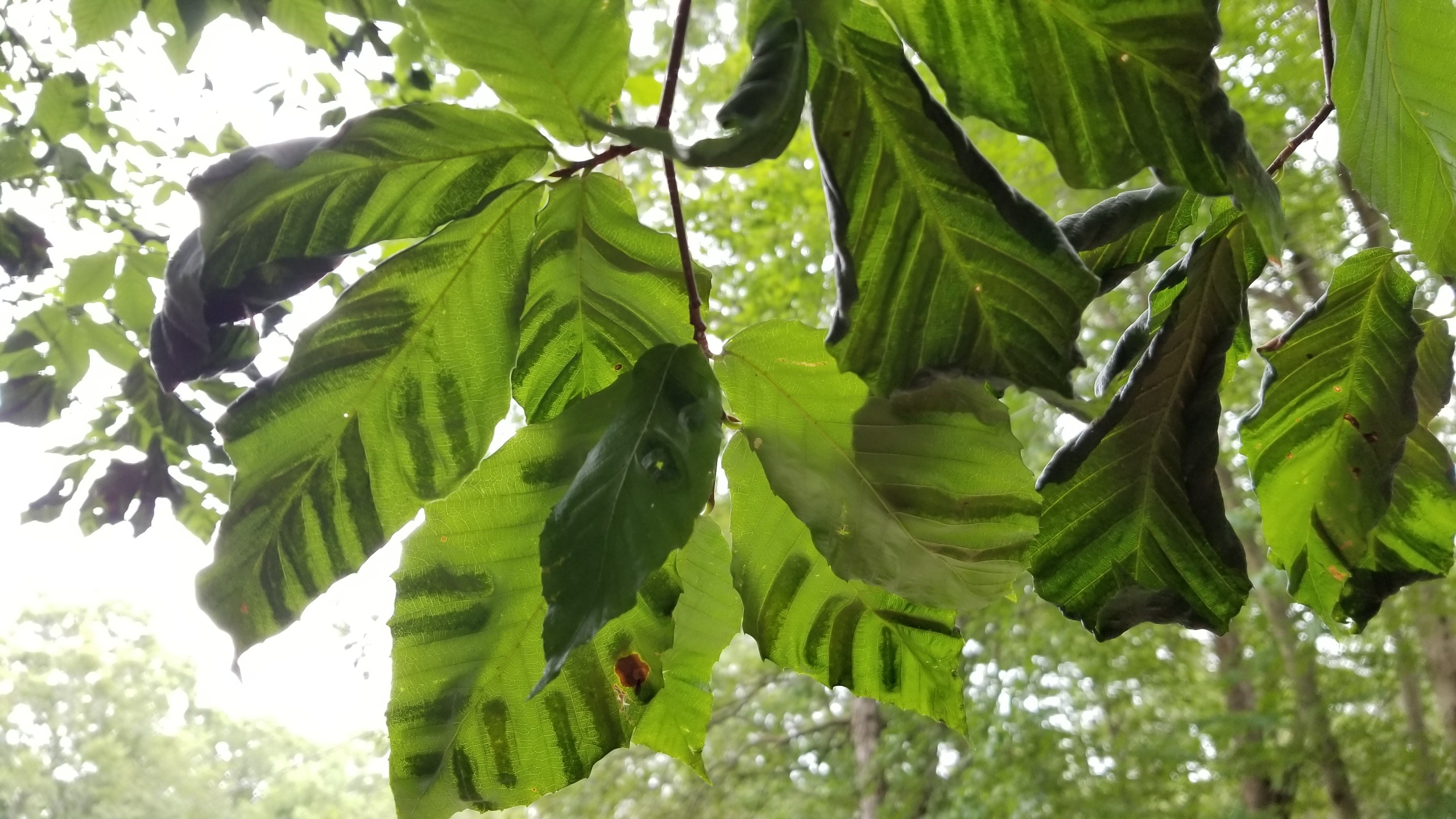 Beech leaf disease, Threat to local beech trees, URI researcher's warning, Nature's battle, 2560x1440 HD Desktop