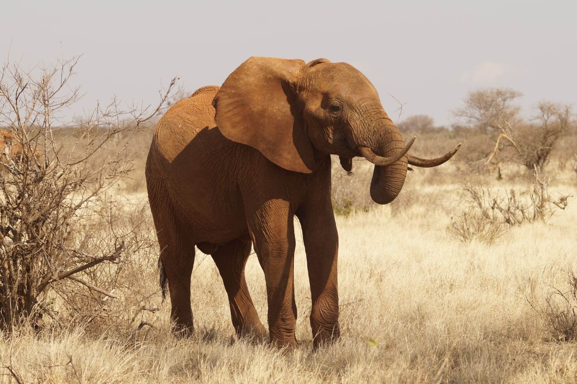 African wildlife, Tsavo East National Park, Kenya's natural wonder, Safari experiences, 2000x1340 HD Desktop