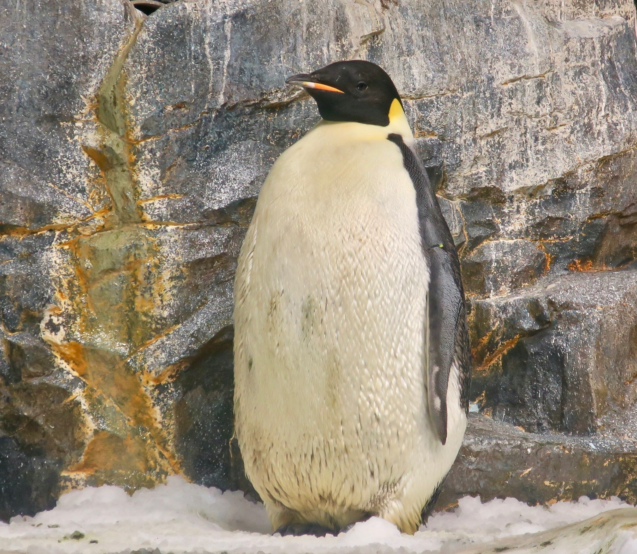 Penguin, Emperor species, Majestic image, Antarctic beauty, 2450x2130 HD Desktop