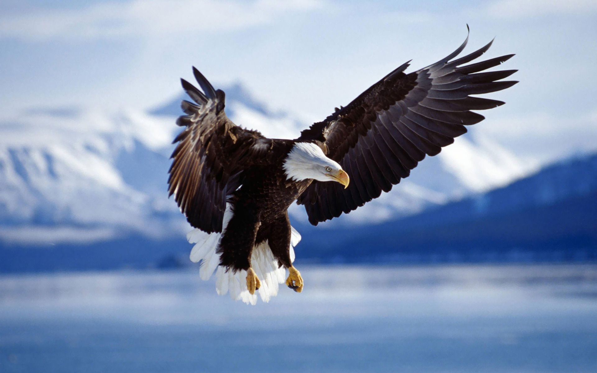 Bald Eagle, Winter landscapes, Majestic bird, Freezing beauty, 1920x1200 HD Desktop