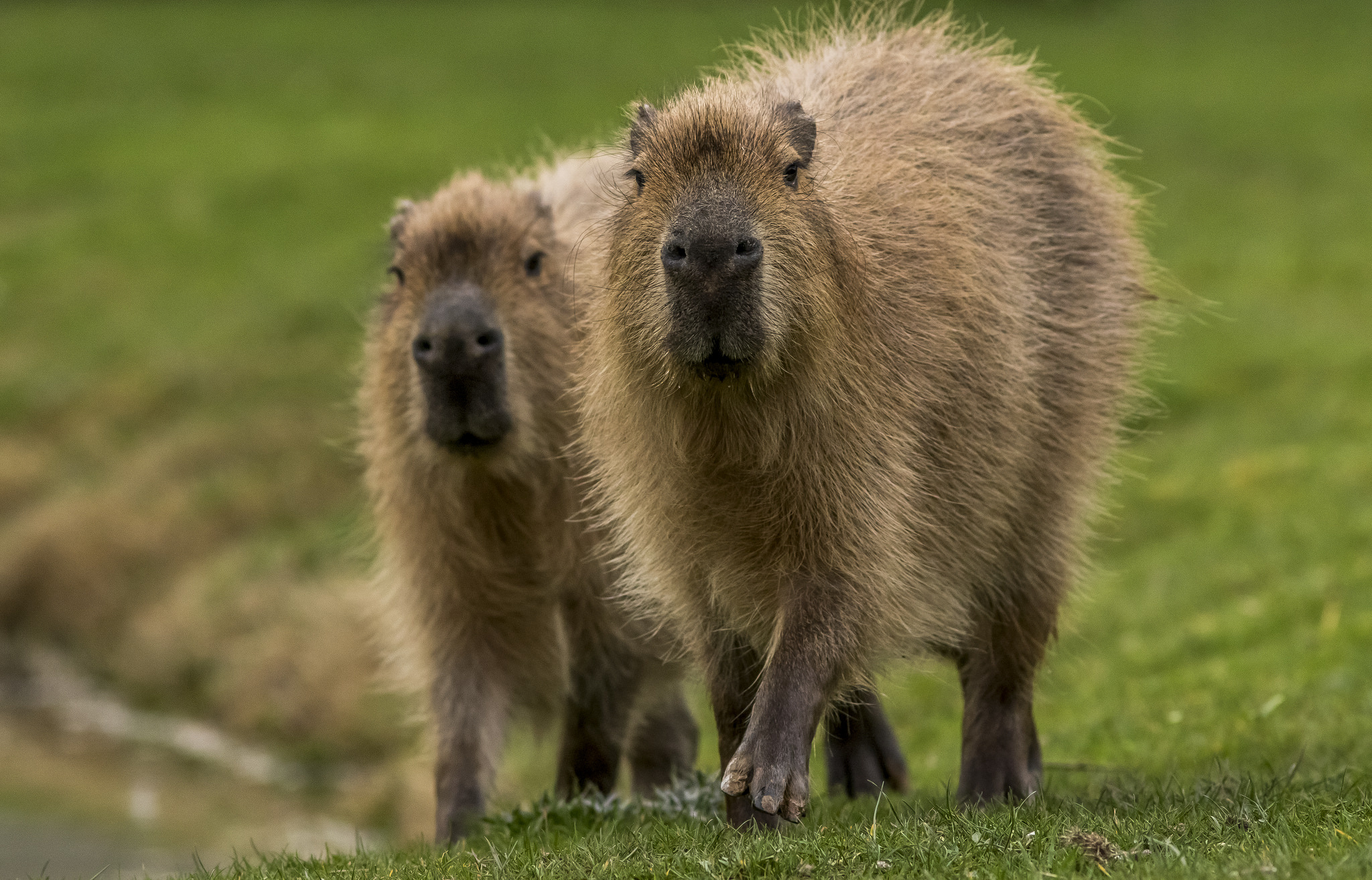 Capybara, Adorable rodents, Cute animals, Animal wallpapers, 2050x1320 HD Desktop