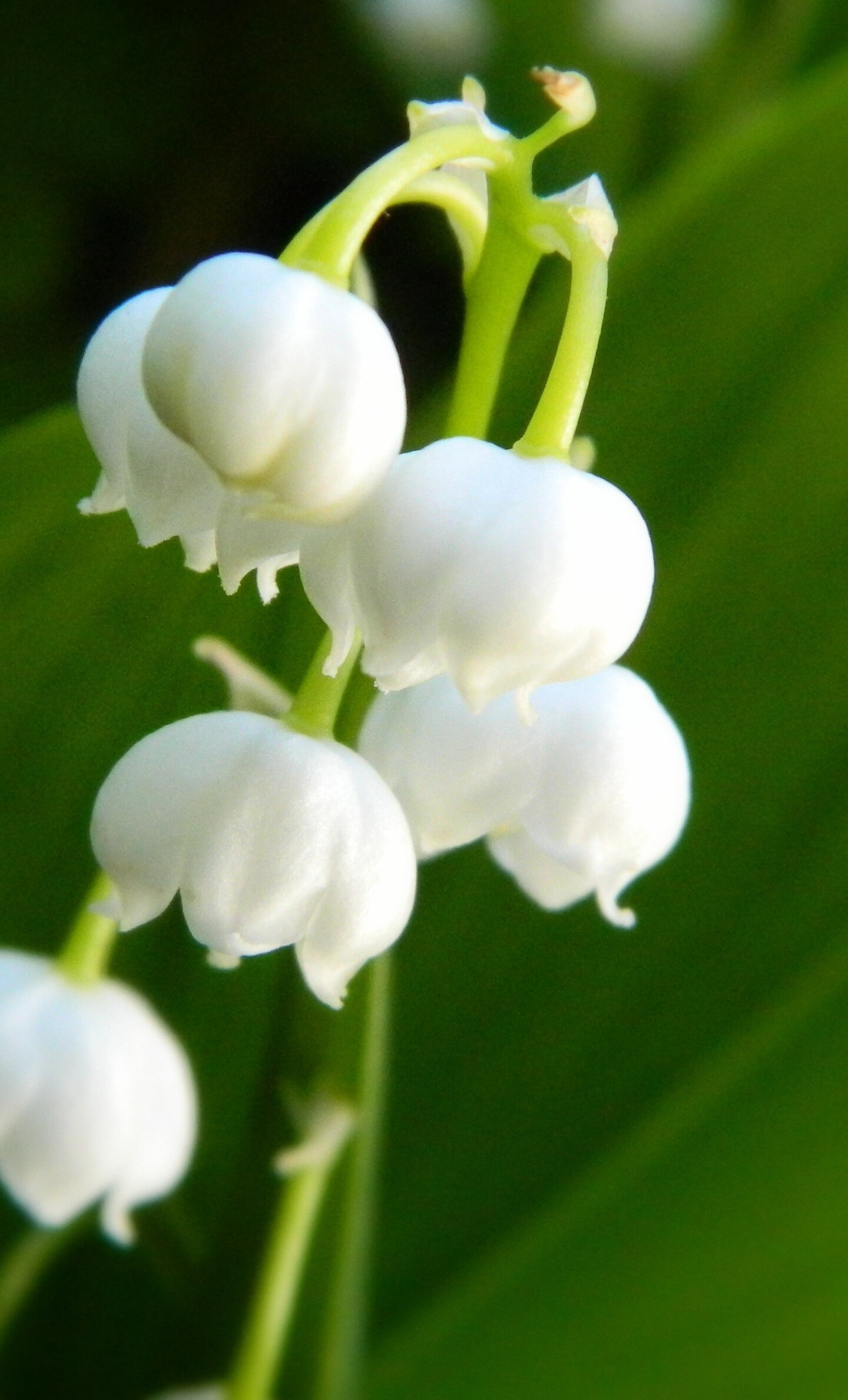 Lily of the Valley: Mary’s tears, Herbaceous plant. 1440x2380 HD Wallpaper.