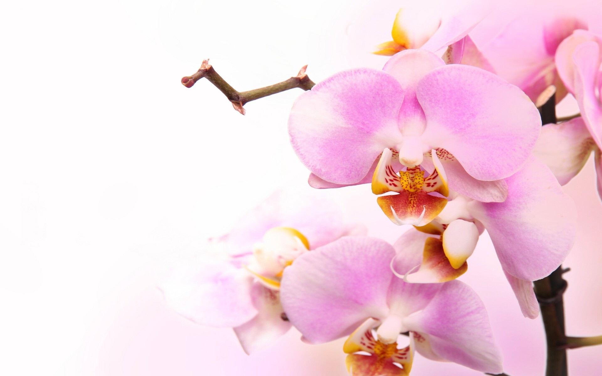 Orchid: It is one of the largest of all plant families, and its members are identified by a characteristic bilateral symmetry of the flowers, with upward-facing petals. 1920x1200 HD Wallpaper.