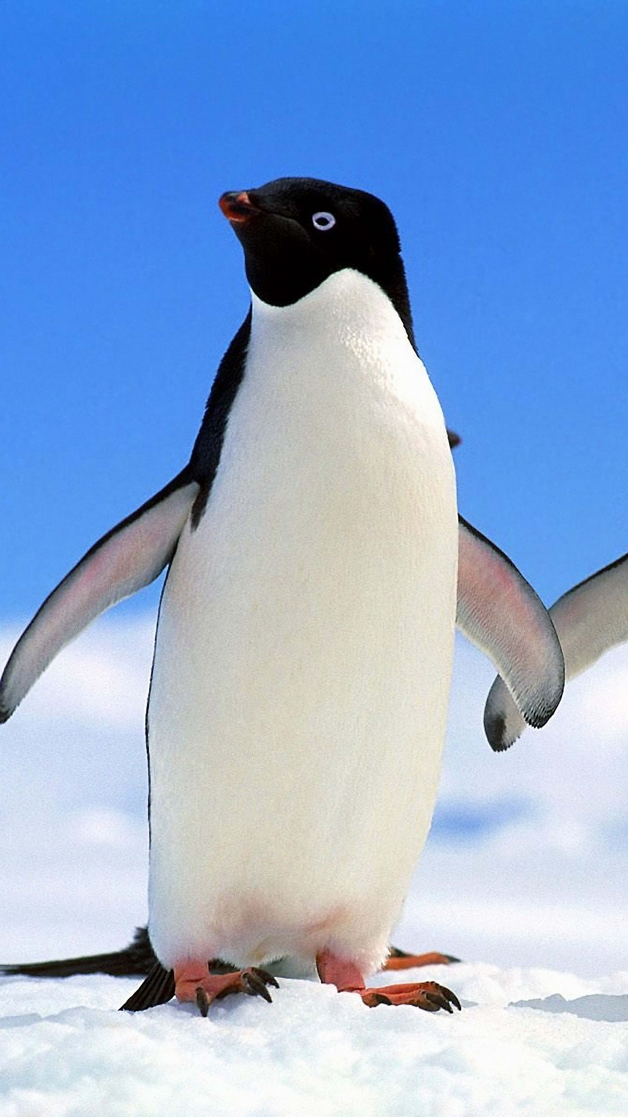 Animal flair, Penguin wallpapers, Ethan Anderson's post, Creative visuals, 2160x3840 4K Phone