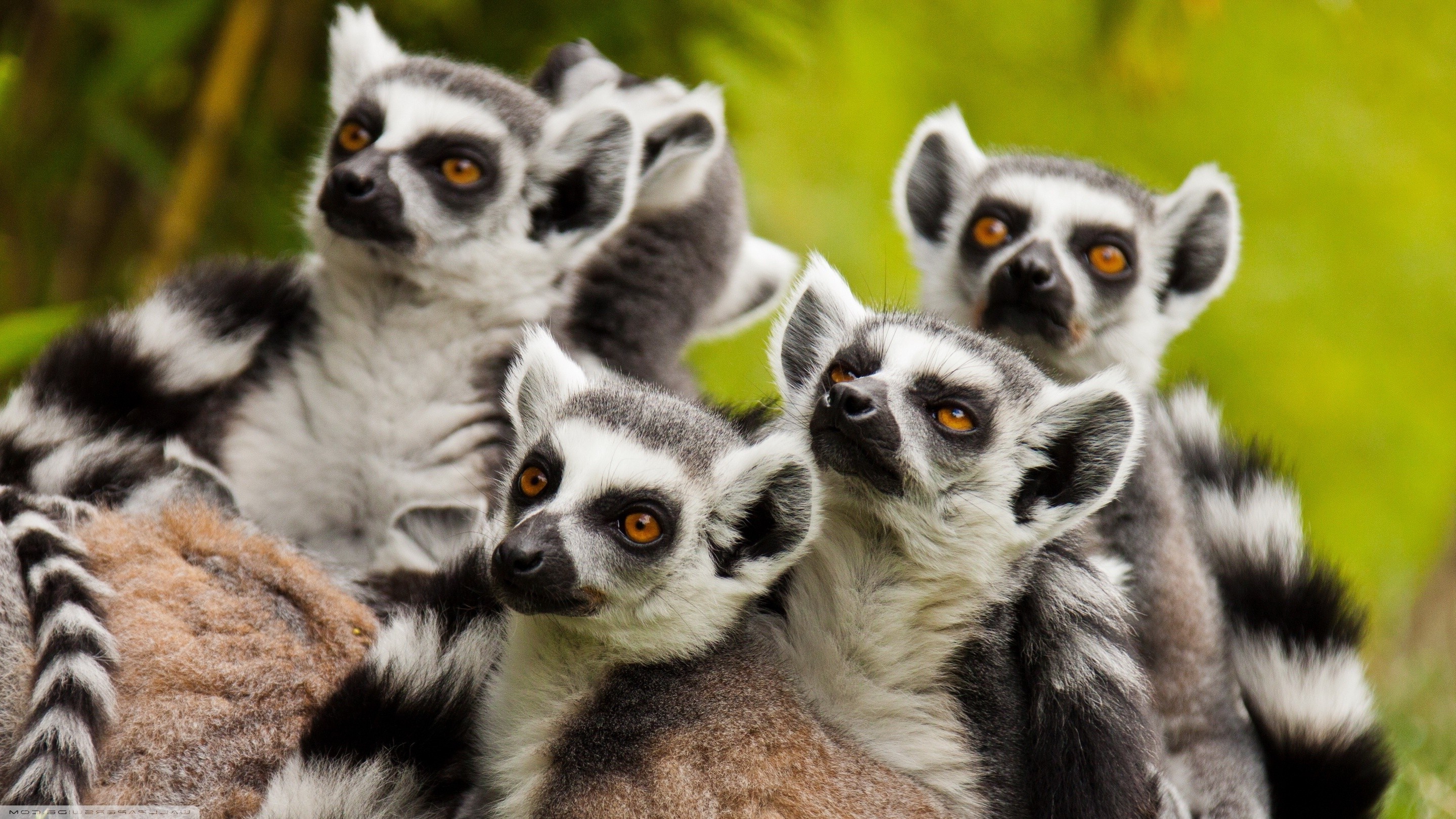 Lemurs, Wildlife mammals, HD desktop, Mobile backgrounds, 2880x1620 HD Desktop