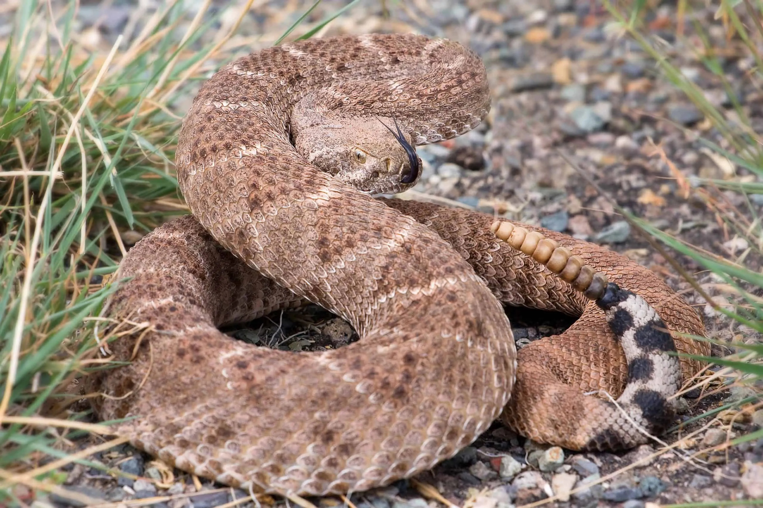 Rattlesnakes, Beware the venom, Controversial pets, Nature's warning, 2560x1710 HD Desktop
