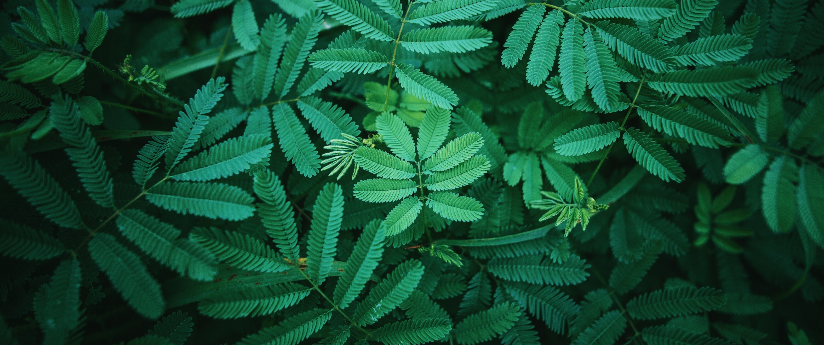 Leaf: Green, Spring, Nature, Terrestrial plant. 3440x1440 Dual Screen Background.