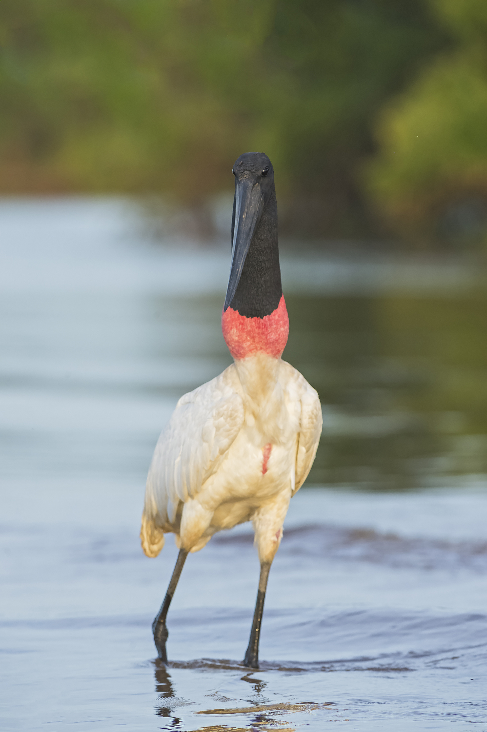 Jabiru, Birdwatcher's delight, Elegant flyer, Wetland inhabitant, 1600x2400 HD Phone