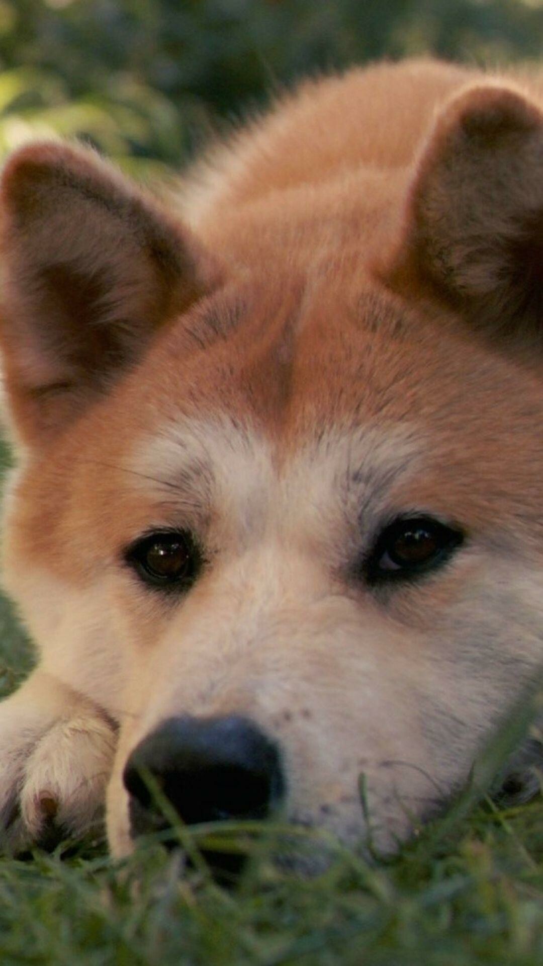 Shiba Inu: Its name literally translates to "firewood dog", Japanese Spitz. 1080x1920 Full HD Background.