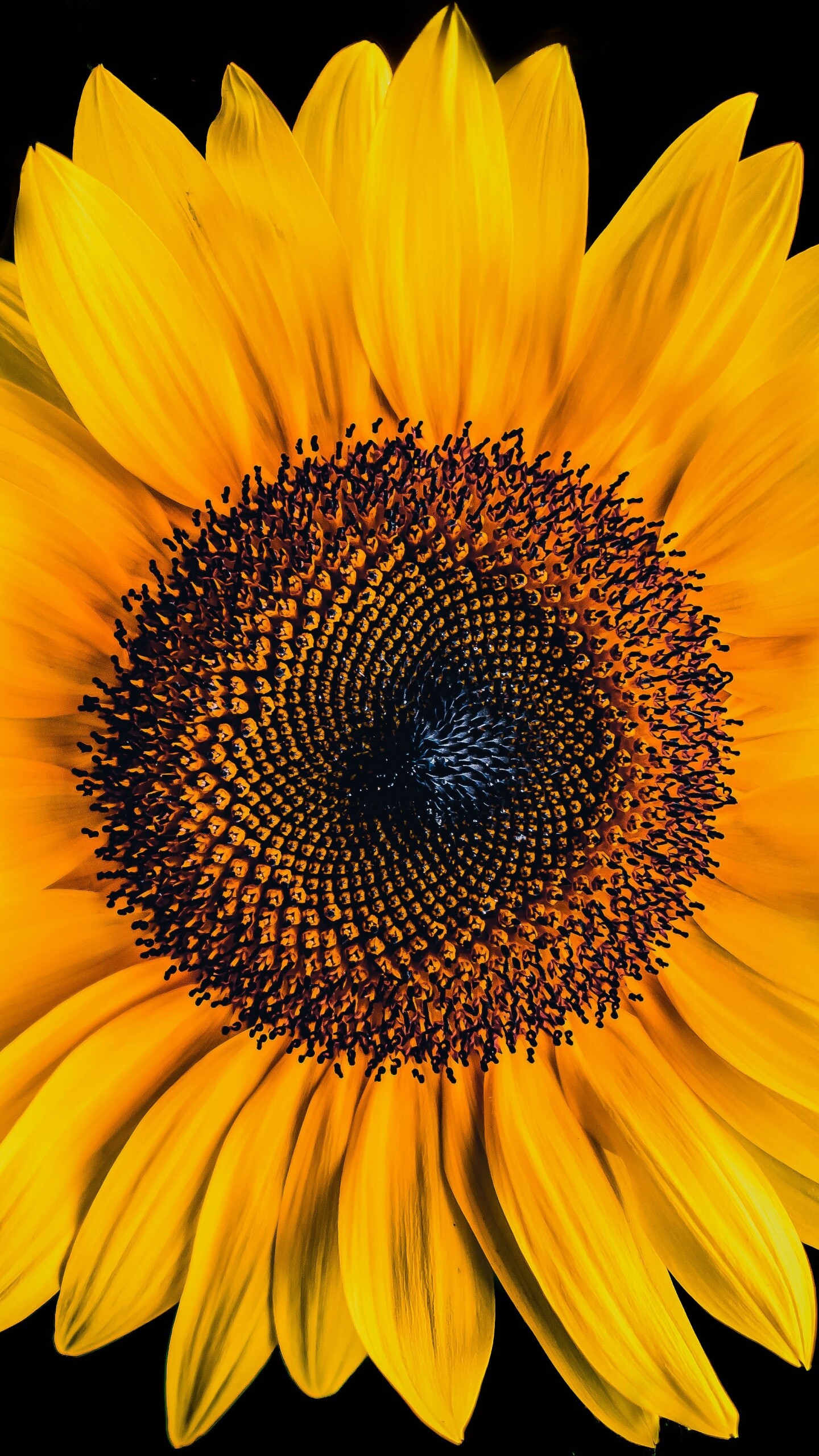 Sunflower: The spirally arranged flowers in the center of the head are called disk flowers, These mature into fruit. 1440x2560 HD Background.