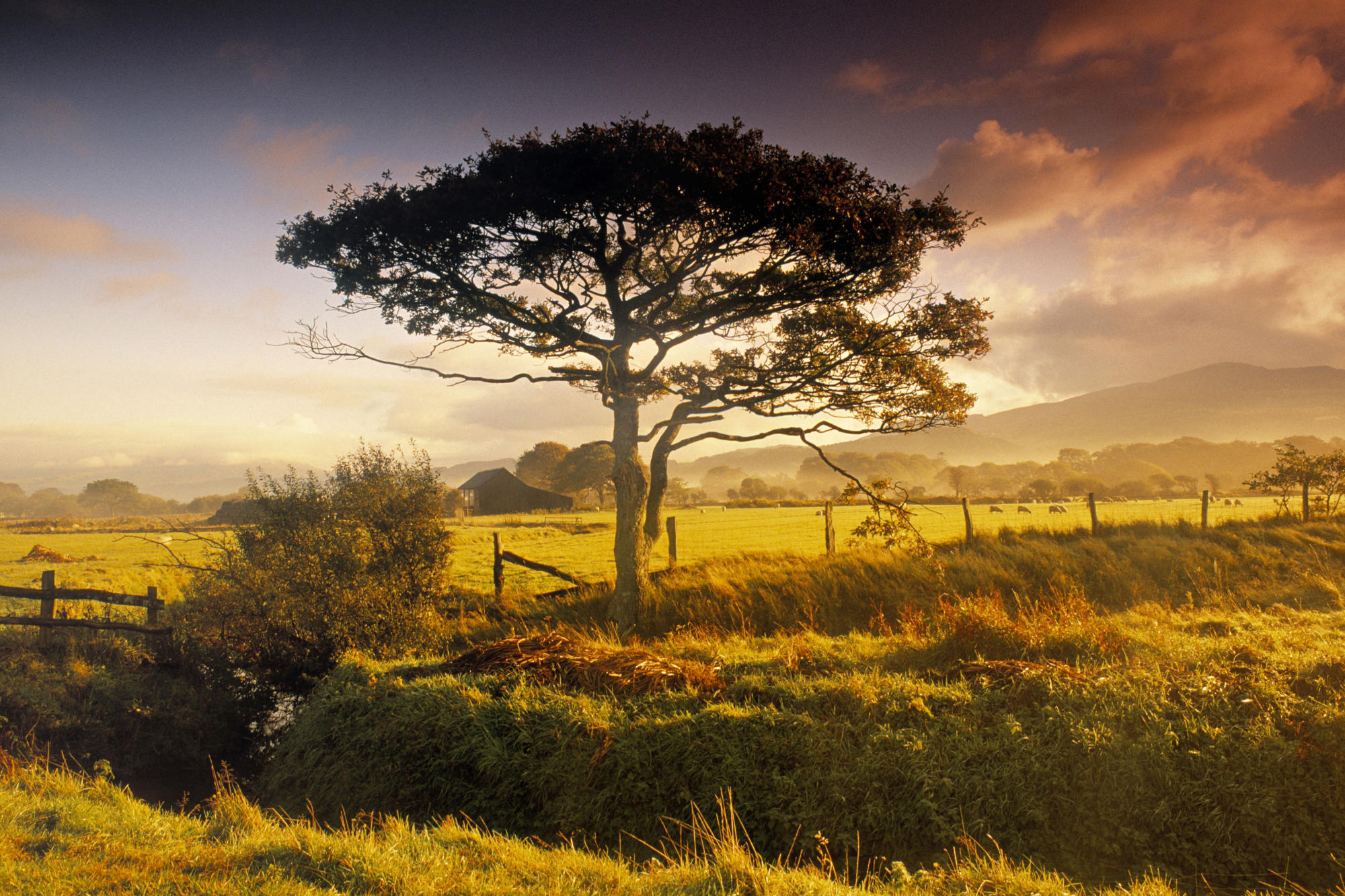 Tree wallpaper, Background image, Nature's beauty, Scenic landscape, 2000x1340 HD Desktop