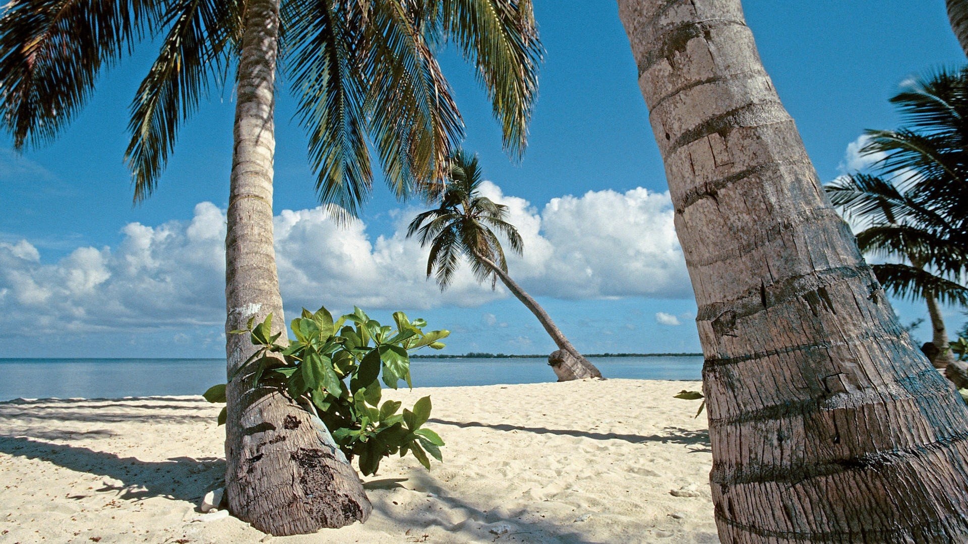 Honduras, Islands, Palm Trees, 1920x1080 Full HD Desktop