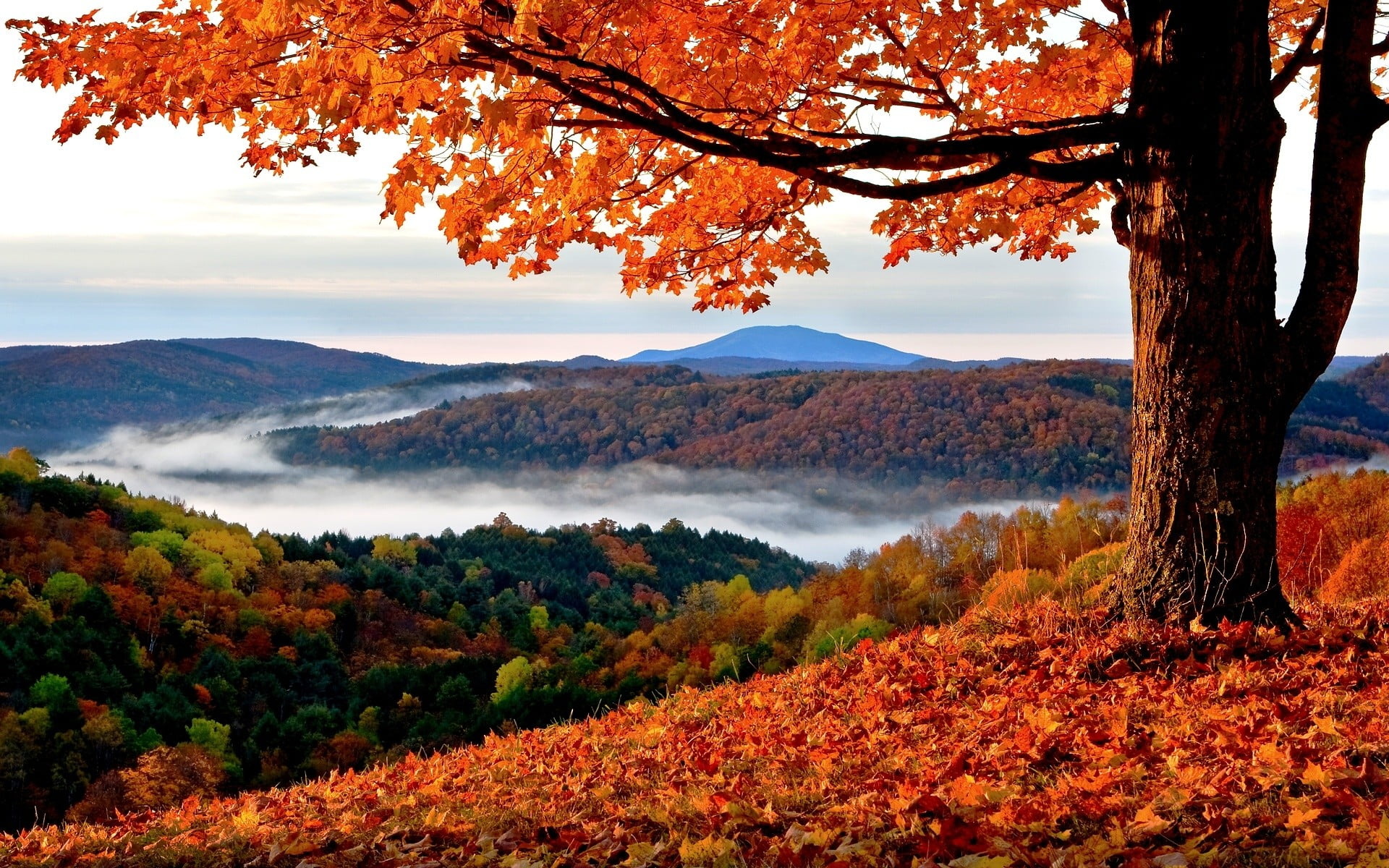Orange leafed maple tree, Fall landscape, Trees, Hills, 1920x1200 HD Desktop