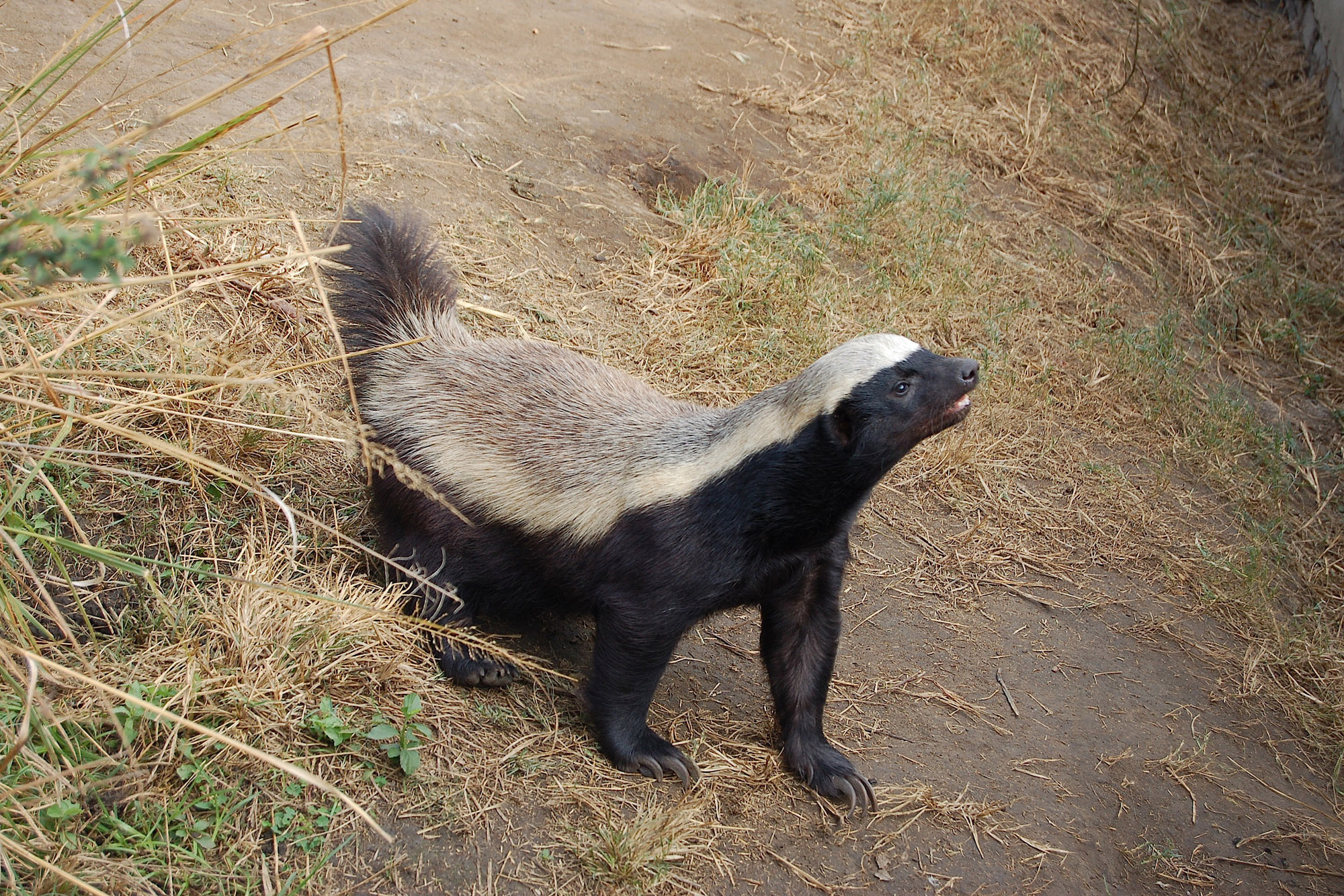 Honey badger PBS special, Nature's fascinating creature, Upcoming show, 2000x1340 HD Desktop