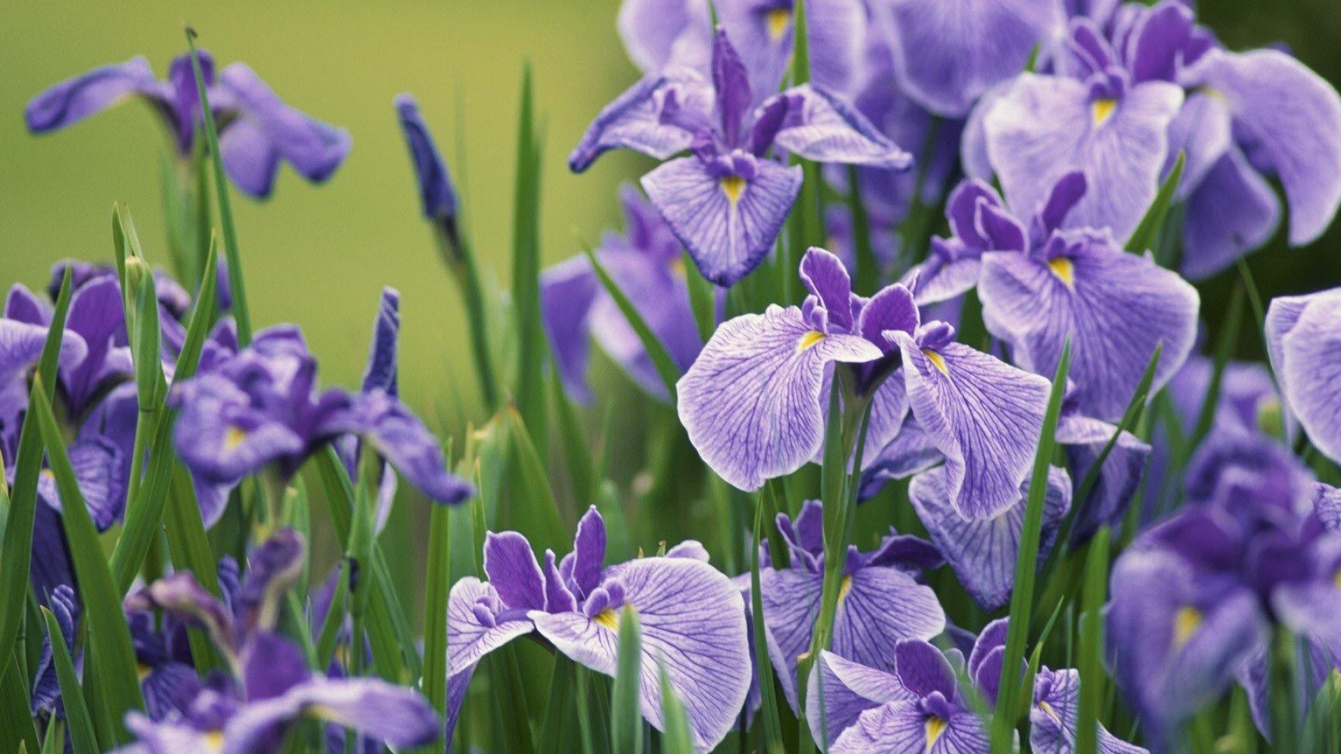 Iris, Beautiful flower, Nature's elegance, Delicate petals, 1920x1080 Full HD Desktop