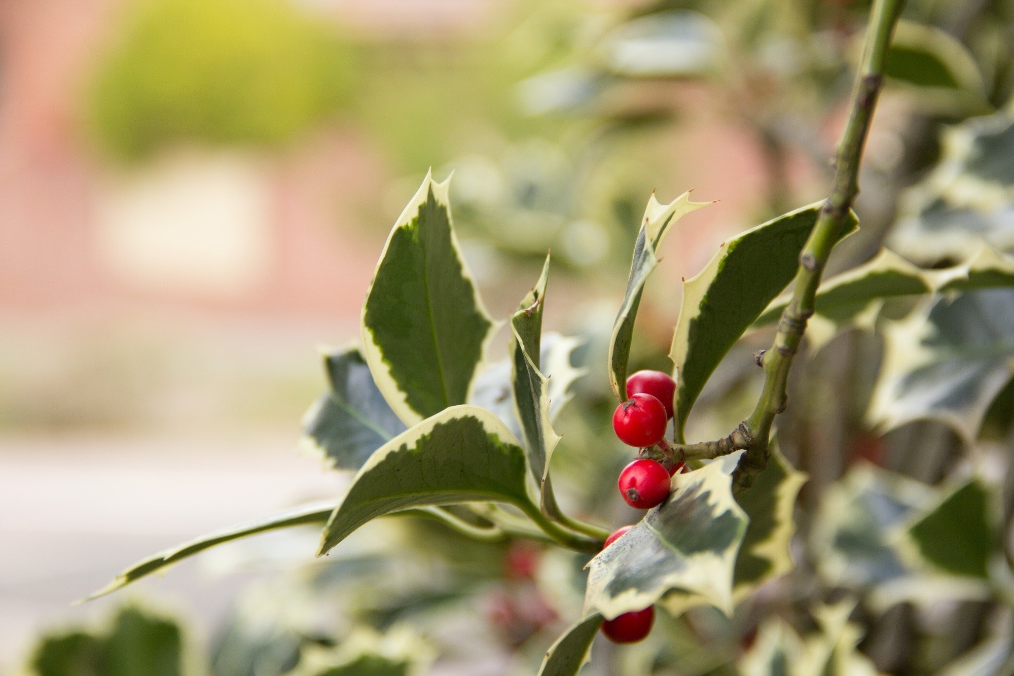 Holly Tree, Free image, Peakpx collection, Nature's wonders, 2000x1340 HD Desktop