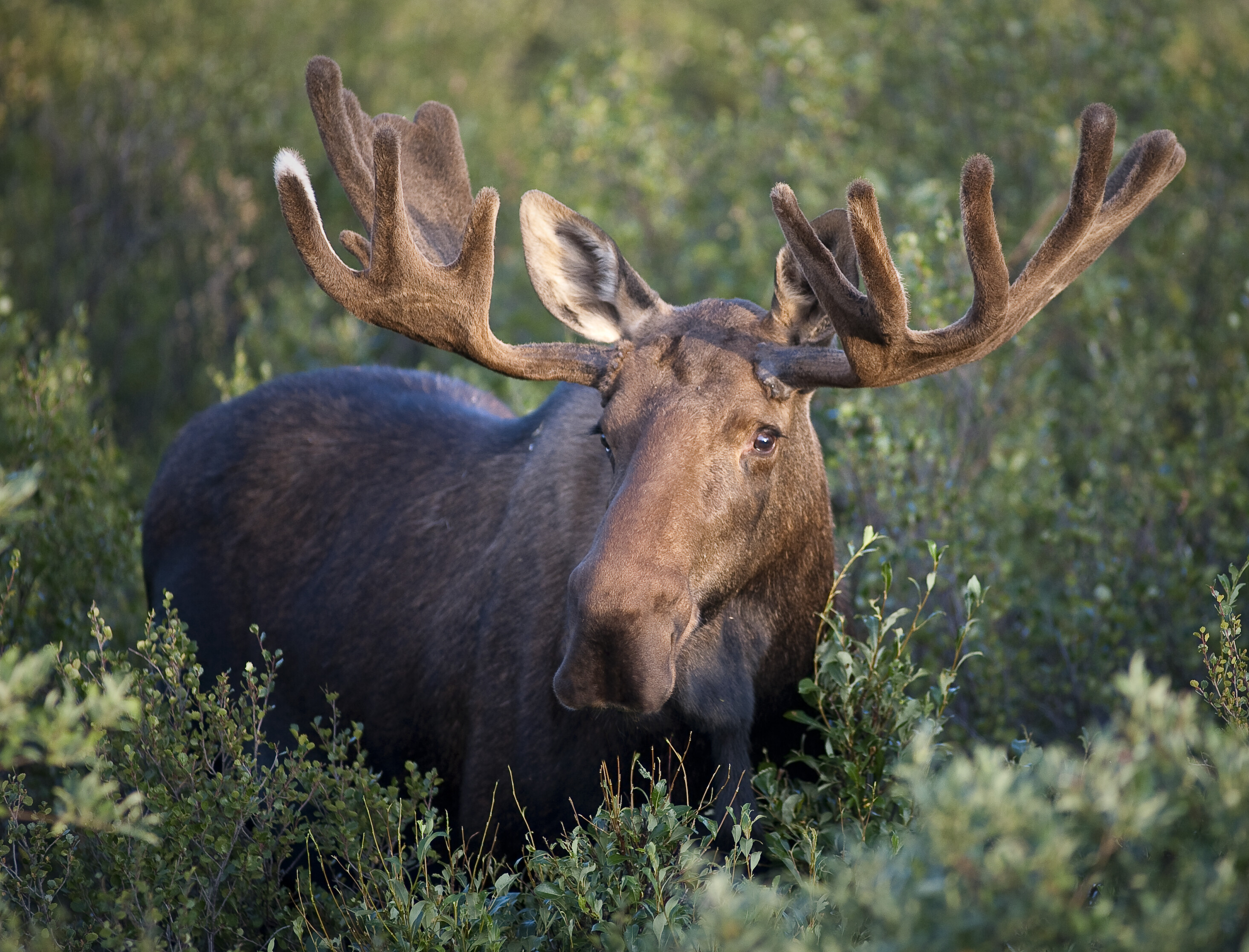 Elk (Animals), Tranquil wilderness, Mountainous terrain, Untamed beauty, 2930x2240 HD Desktop