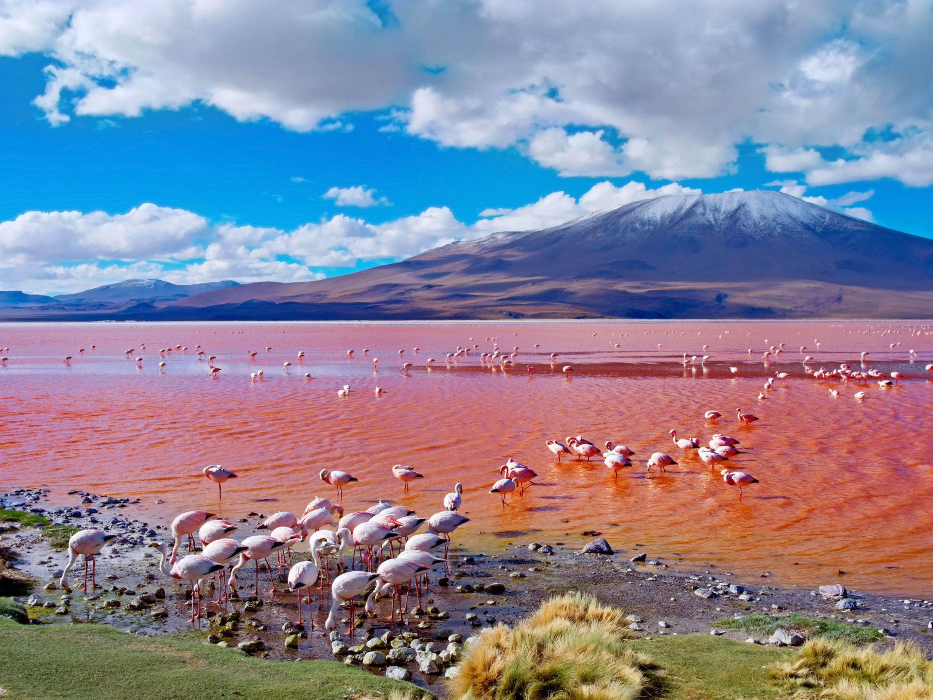 Bolivia, Pink Flamingos, Laguna Colorada, Salty Lake, 1920x1440 HD Desktop