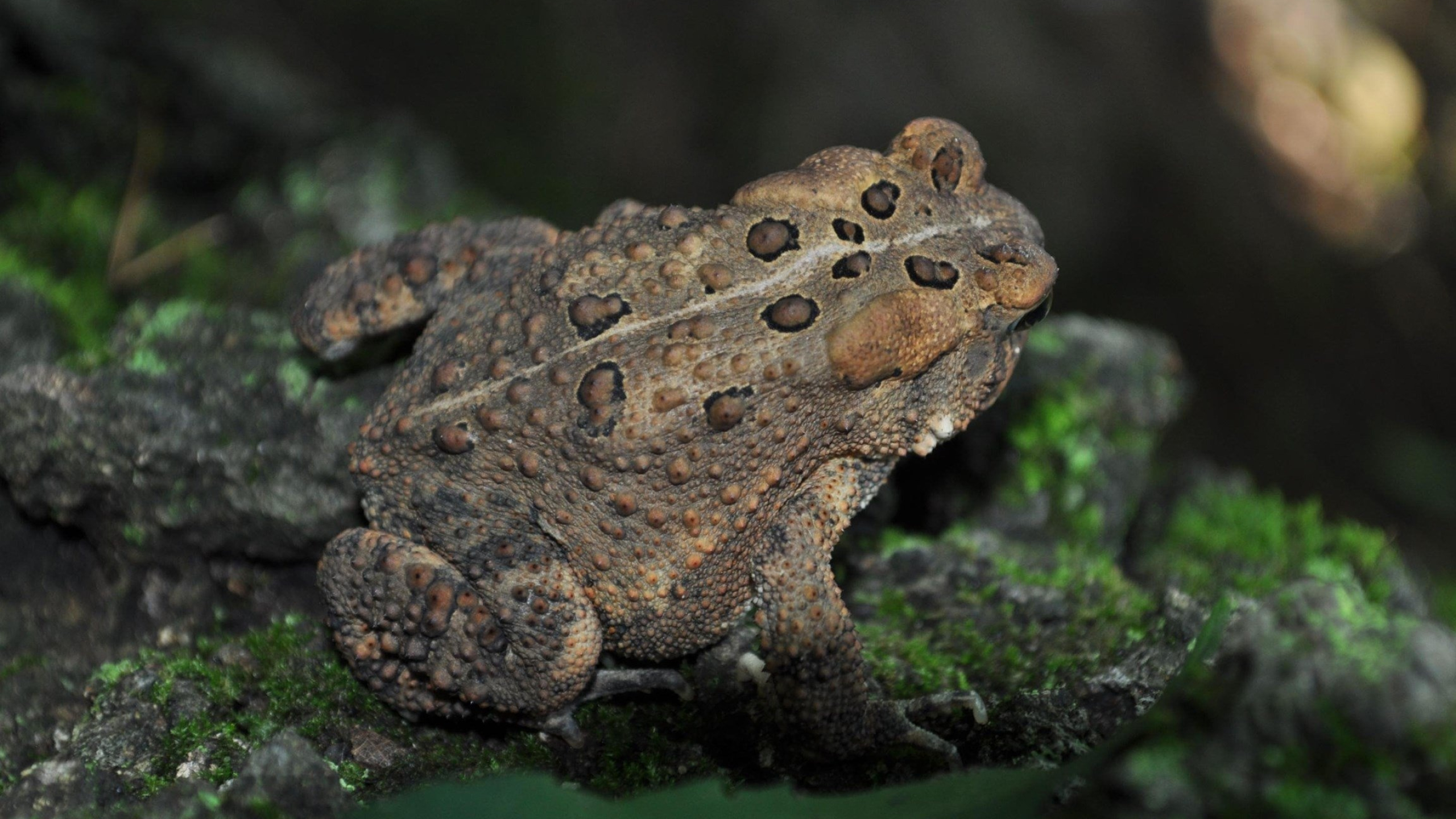 American toad, High-definition desktop wallpaper, Nature's beauty, Baltana's collection, 2560x1440 HD Desktop