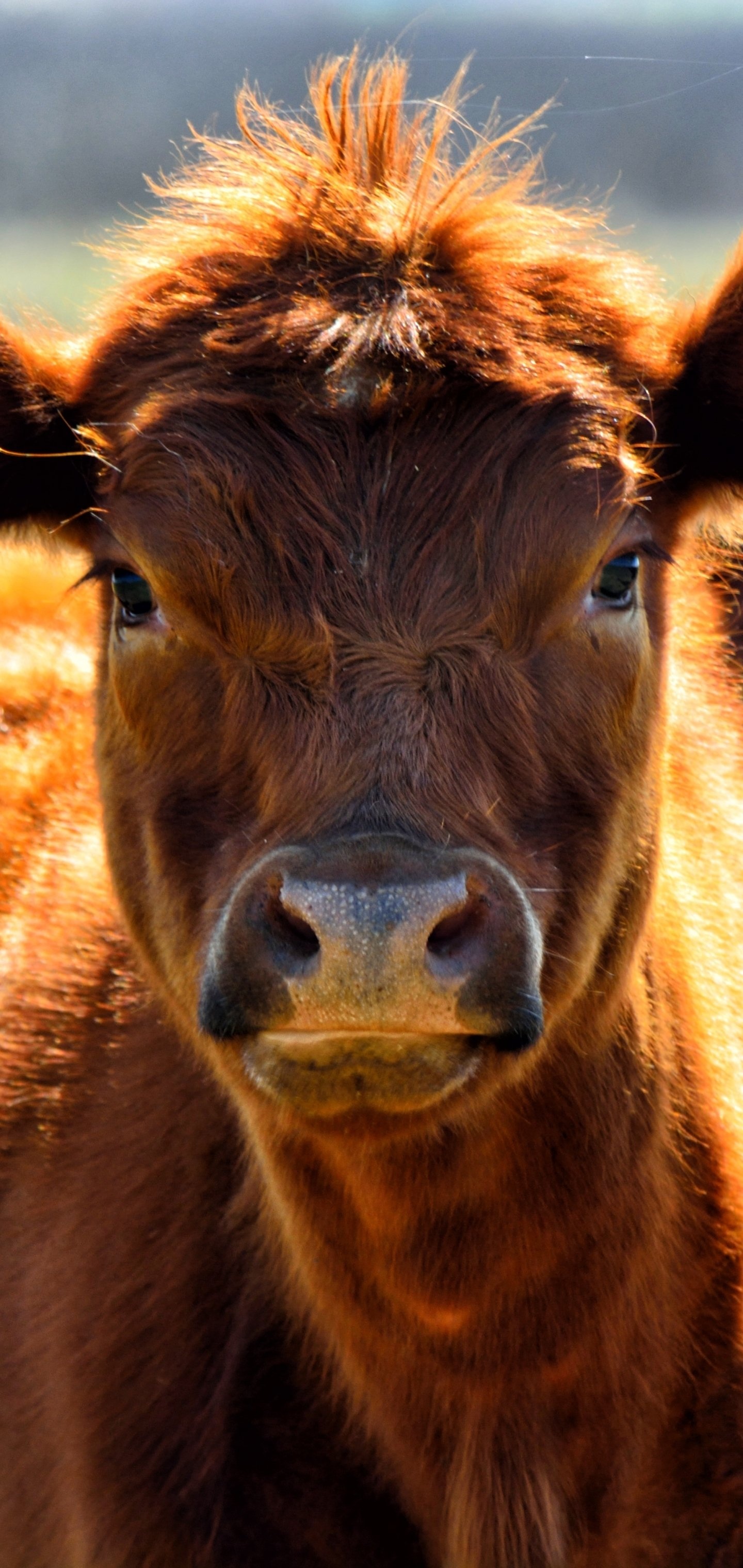 Peaceful cows, Grazing animals, Pastoral scenes, Serene cow portraits, 1440x3040 HD Handy