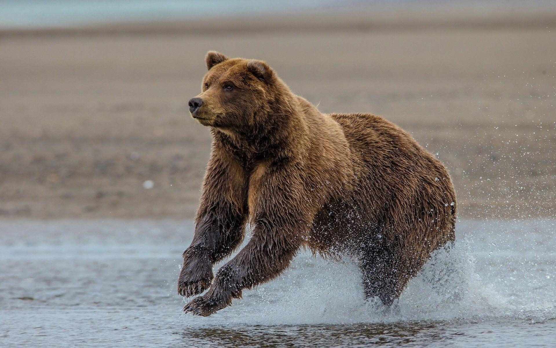 Grizzly Bear, Beautiful wildlife, Striking wallpapers, Captivating imagery, 1920x1200 HD Desktop