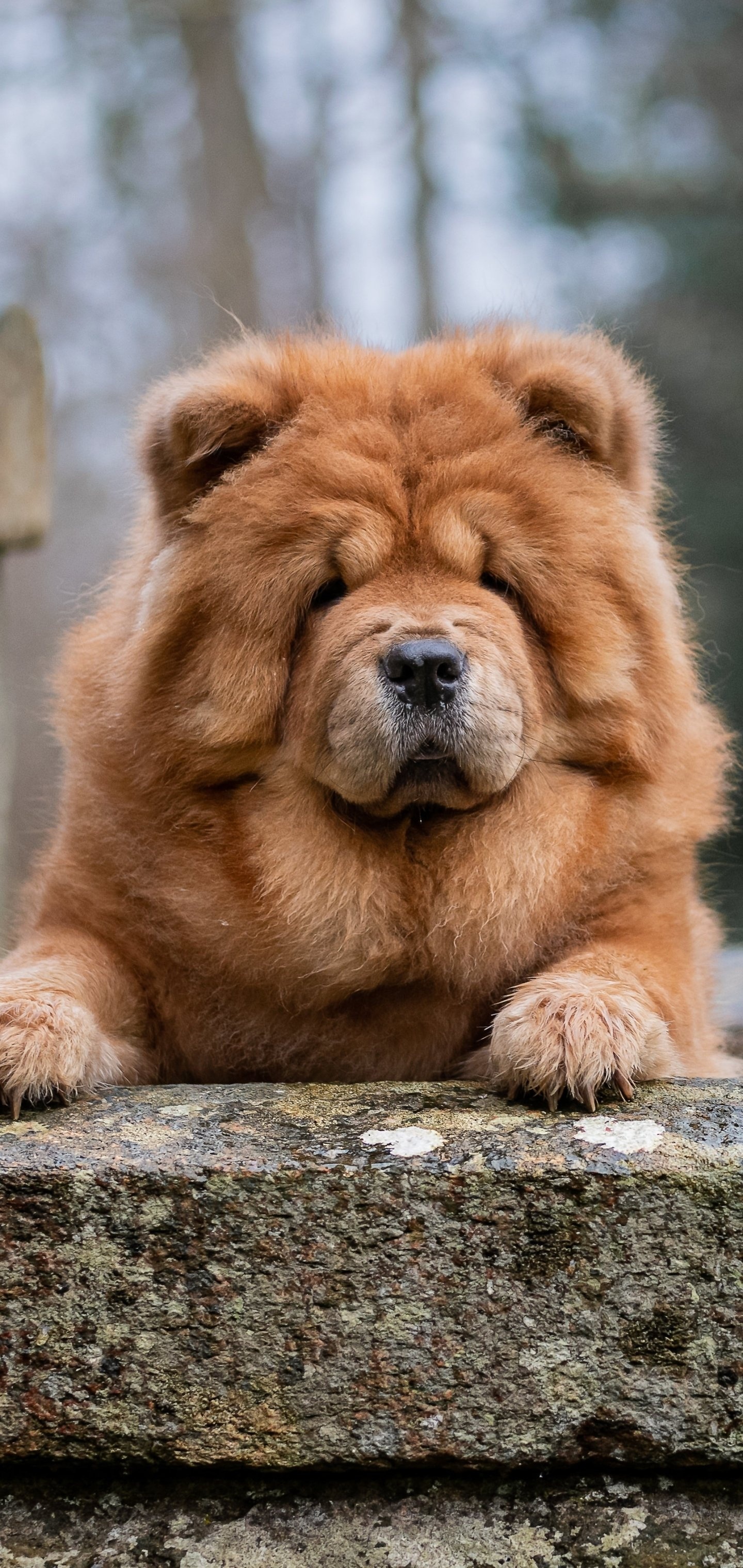 Chow Chow animal, Unique breed, Distinctive features, Iconic, 1440x3040 HD Handy